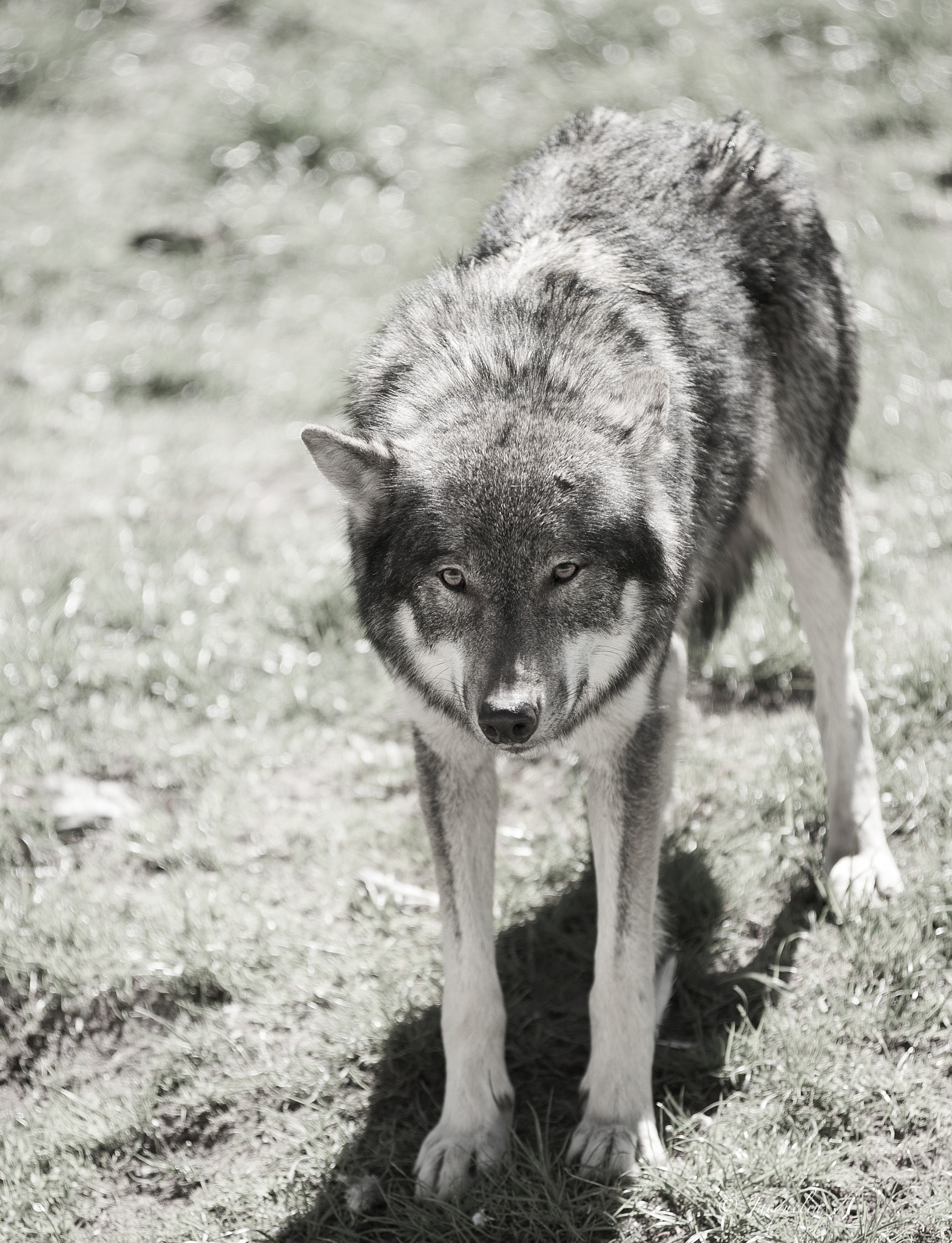 AF Zoom-Nikkor 80-200mm f/2.8 ED sample photo. Wolf photography