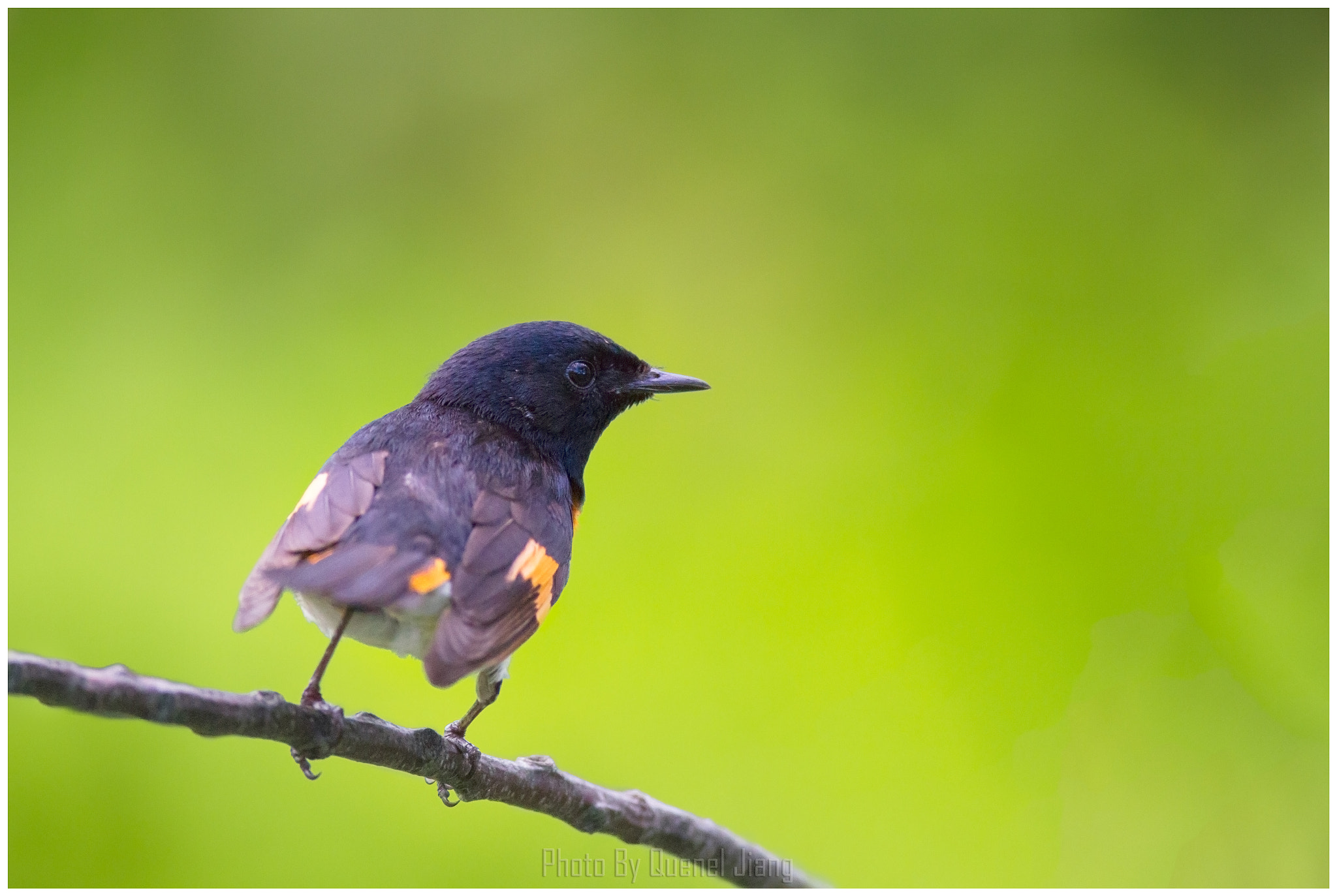 Canon EOS 7D + Canon EF 600mm F4L IS USM sample photo. Redstart photography