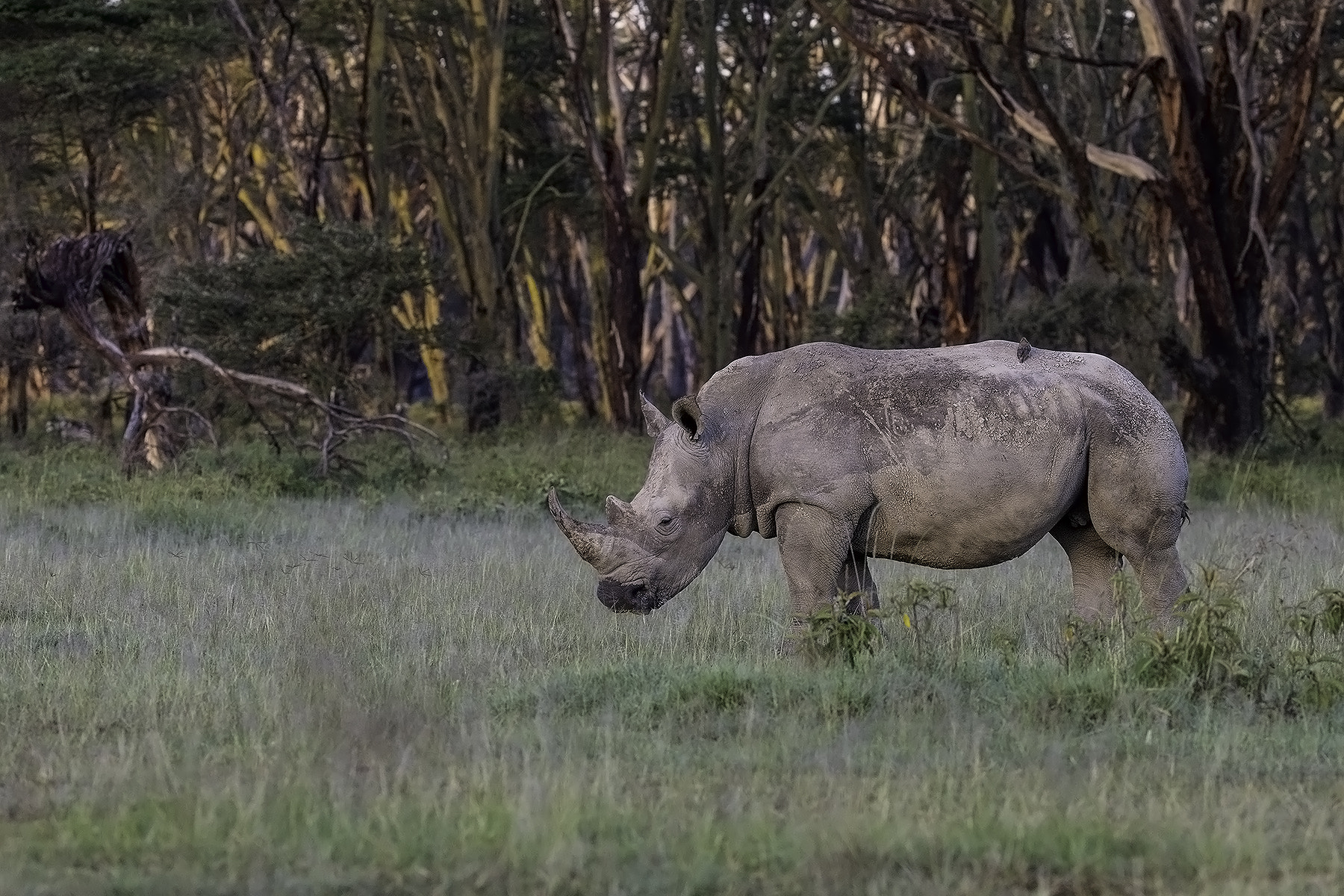 Canon EOS-1D X sample photo. Rhino photography