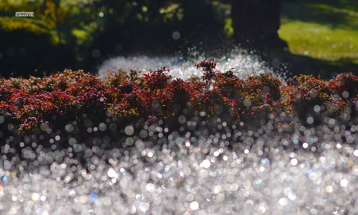 Nikon D800E + AF DC-Nikkor 135mm f/2D sample photo. Bubbling beauty... photography