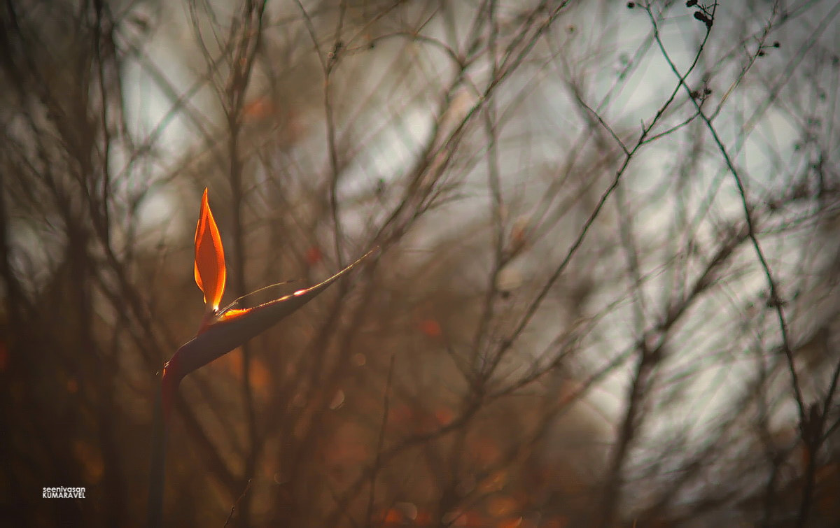 Nikon D800E + AF DC-Nikkor 135mm f/2D sample photo. Light of the forest... photography