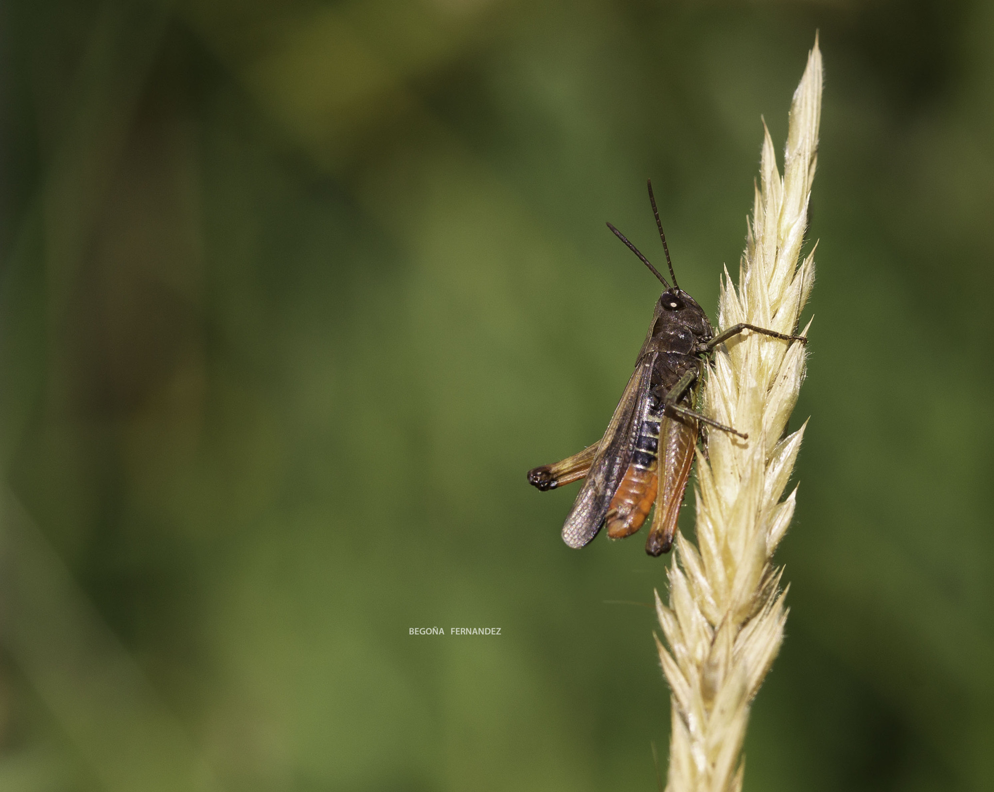 Canon EOS 1100D (EOS Rebel T3 / EOS Kiss X50) + Canon EF 100mm F2.8L Macro IS USM sample photo. Saltamontes photography