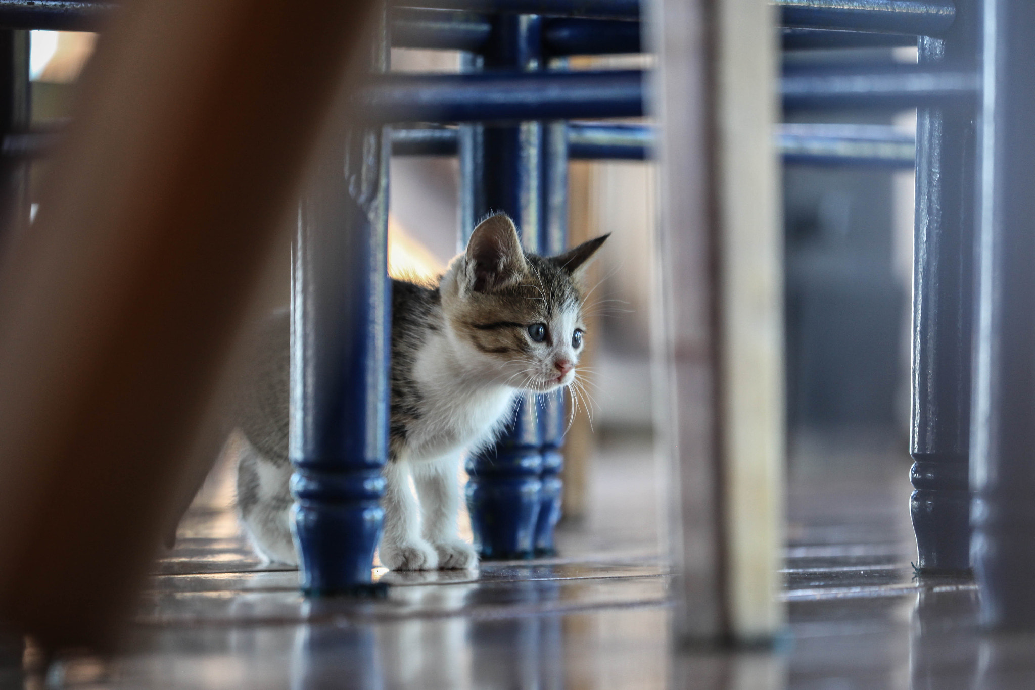 Canon EF 180mm F3.5L Macro USM sample photo. Kitty in blue photography