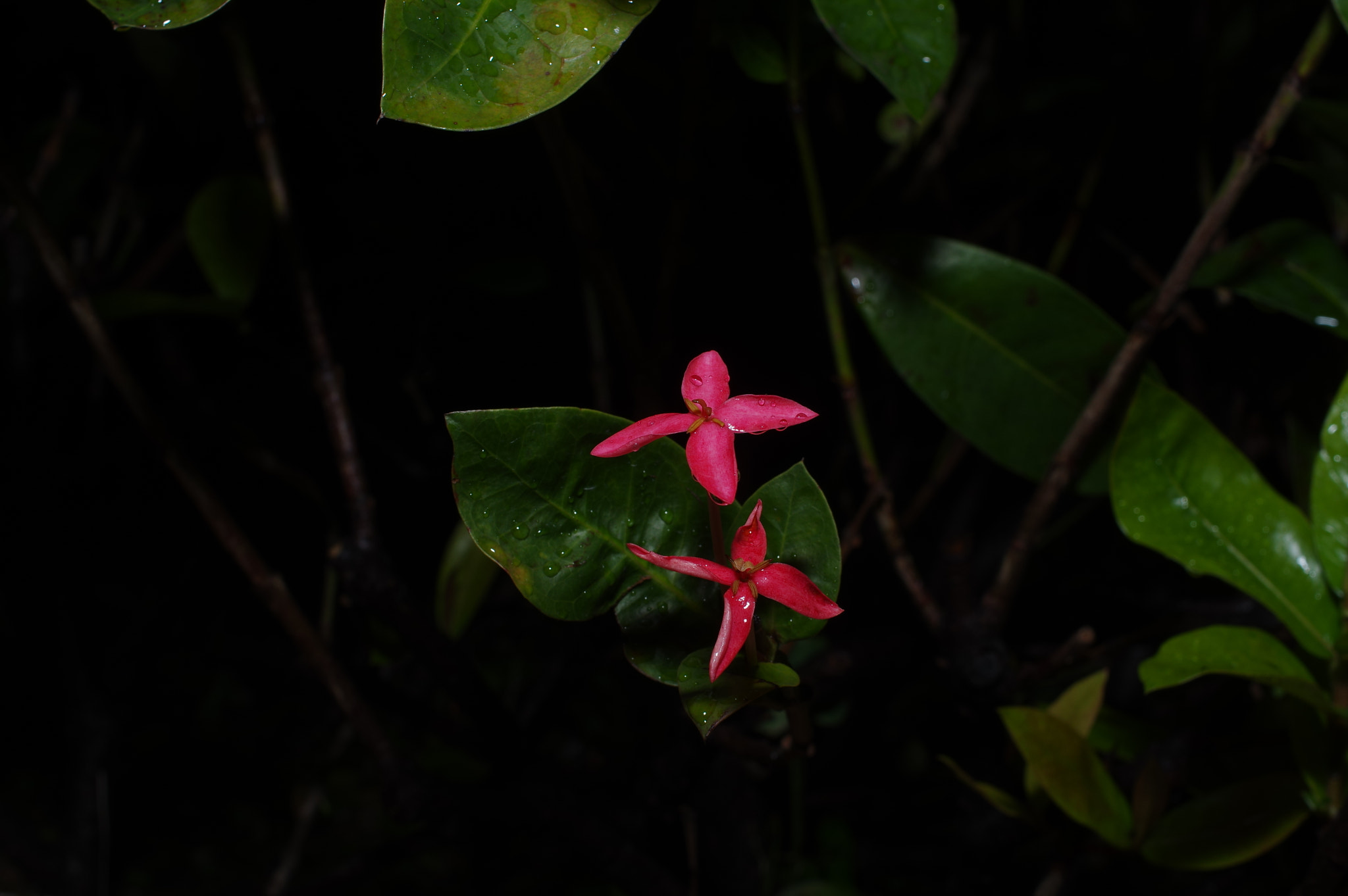 Pentax smc DA 35mm F2.8 Macro Limited sample photo. Now you see me photography