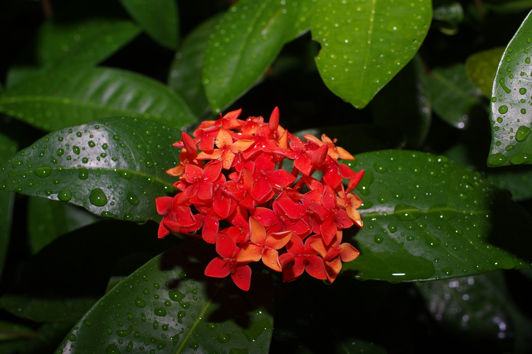 Pentax smc DA 35mm F2.8 Macro Limited sample photo. That's one big flower! photography