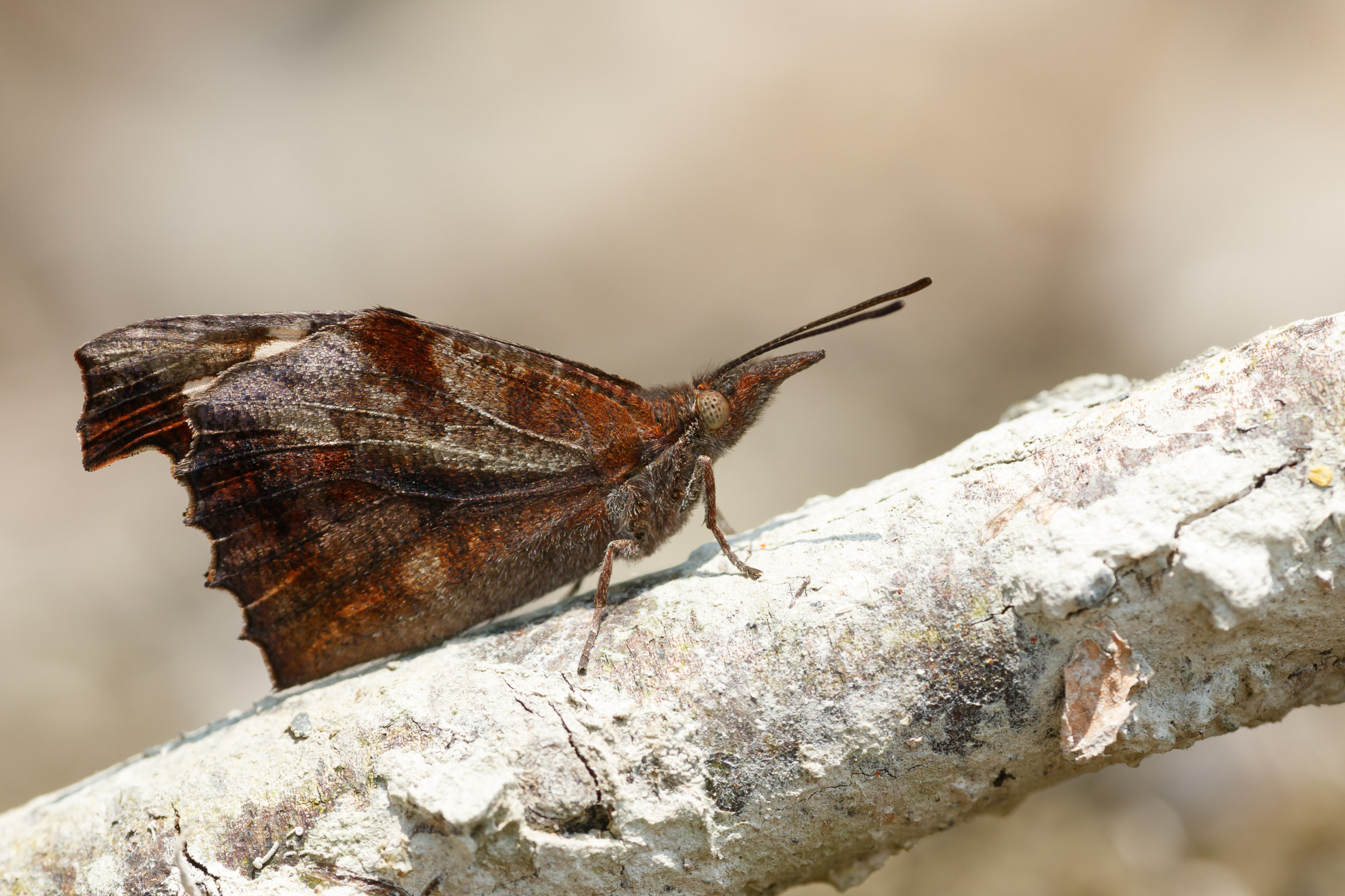 Sigma APO Macro 180mm F2.8 EX DG OS HSM sample photo. Libythea celtis photography