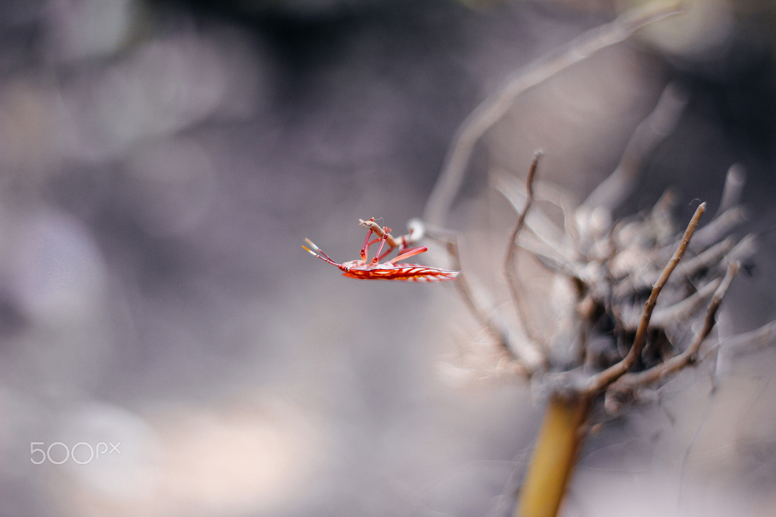 Canon EOS 60D + Canon EF 50mm f/1.8 sample photo. Little red friend. photography