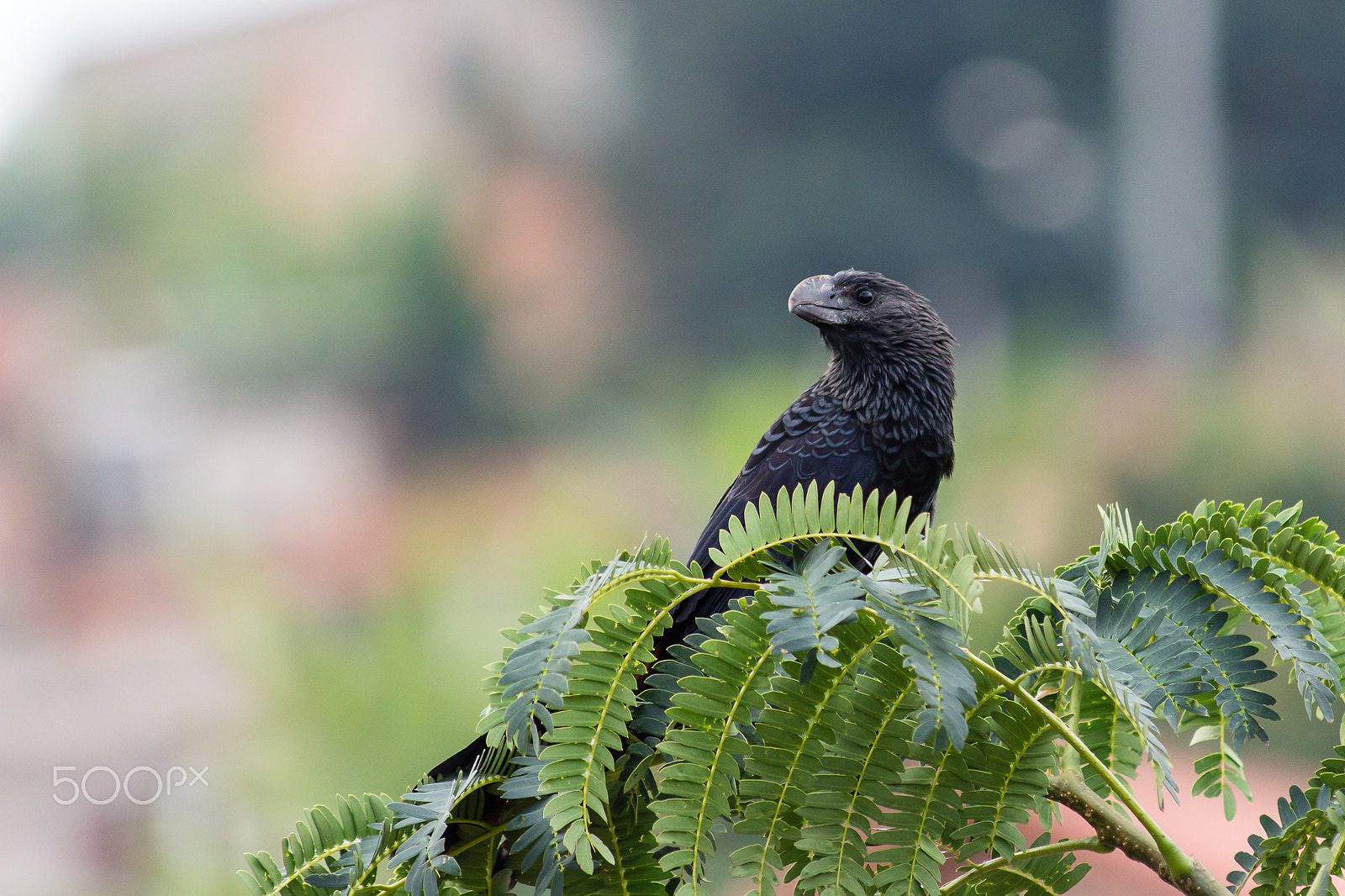 Canon EOS 650D (EOS Rebel T4i / EOS Kiss X6i) sample photo. Smooth-billed ani photography
