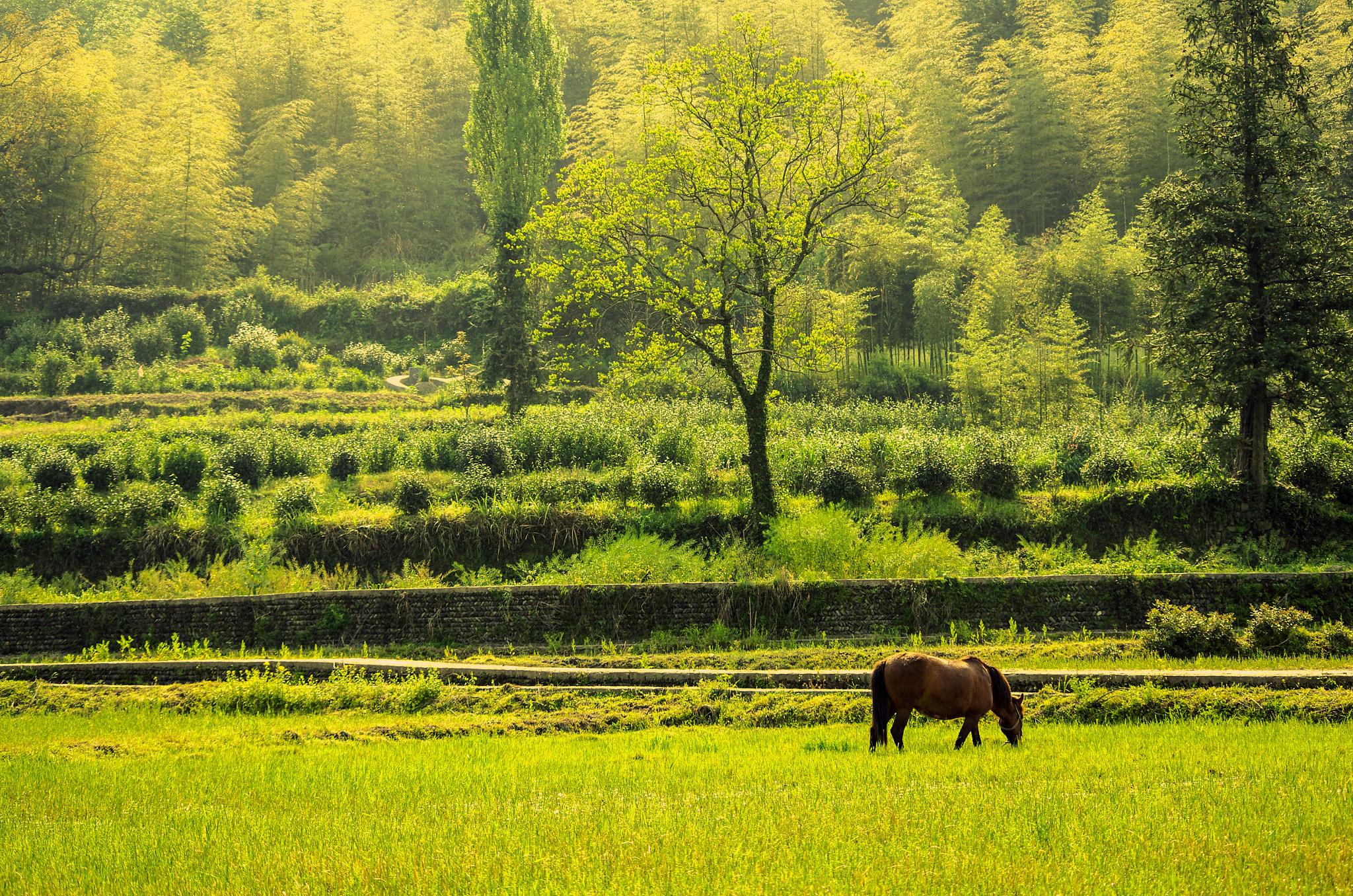 HD Pentax DA 55-300mm F4.0-5.8 ED WR sample photo