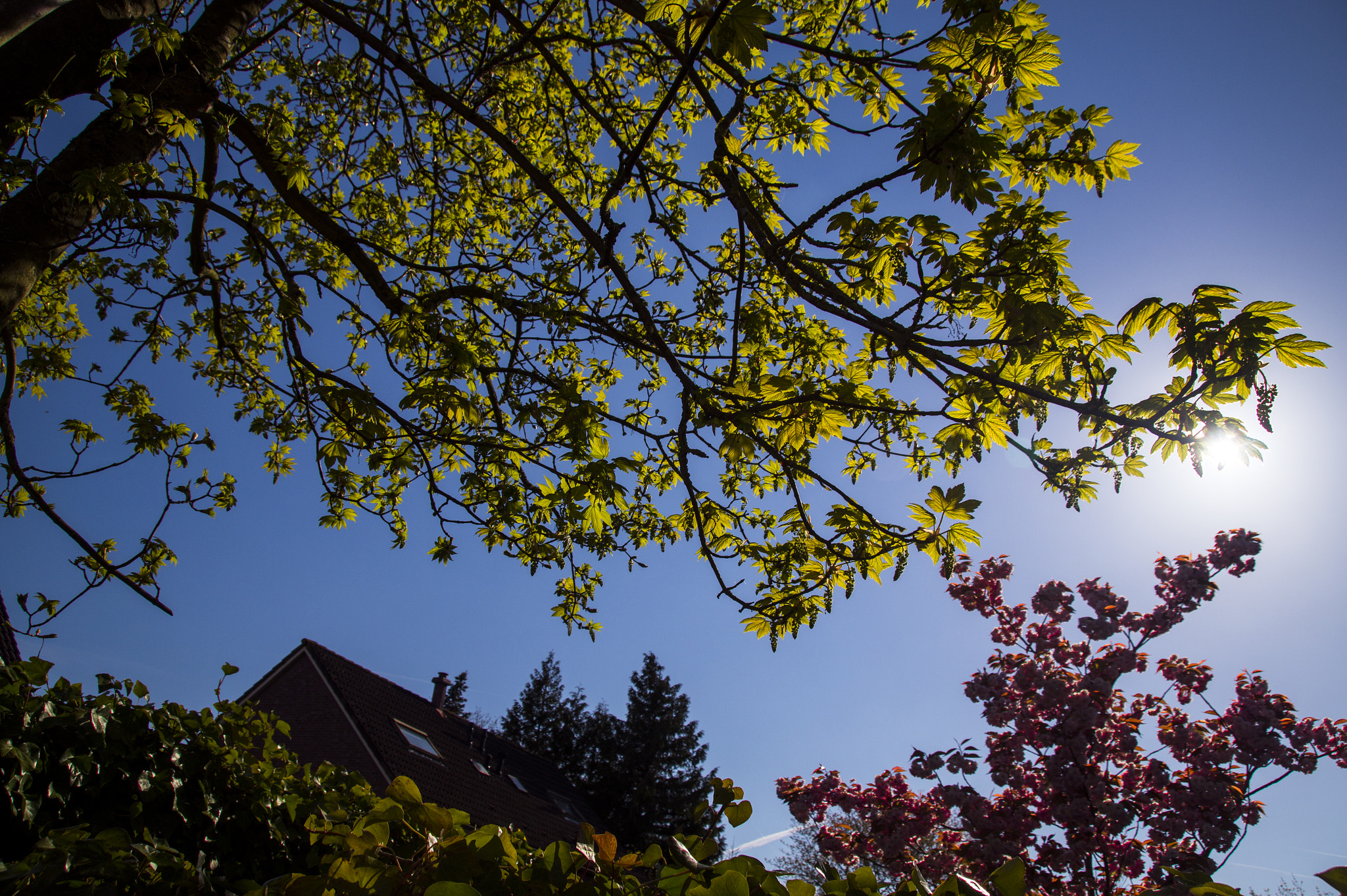 Sony SLT-A58 + Tamron AF 28-105mm F4-5.6 [IF] sample photo. Growing leaves on a springday photography