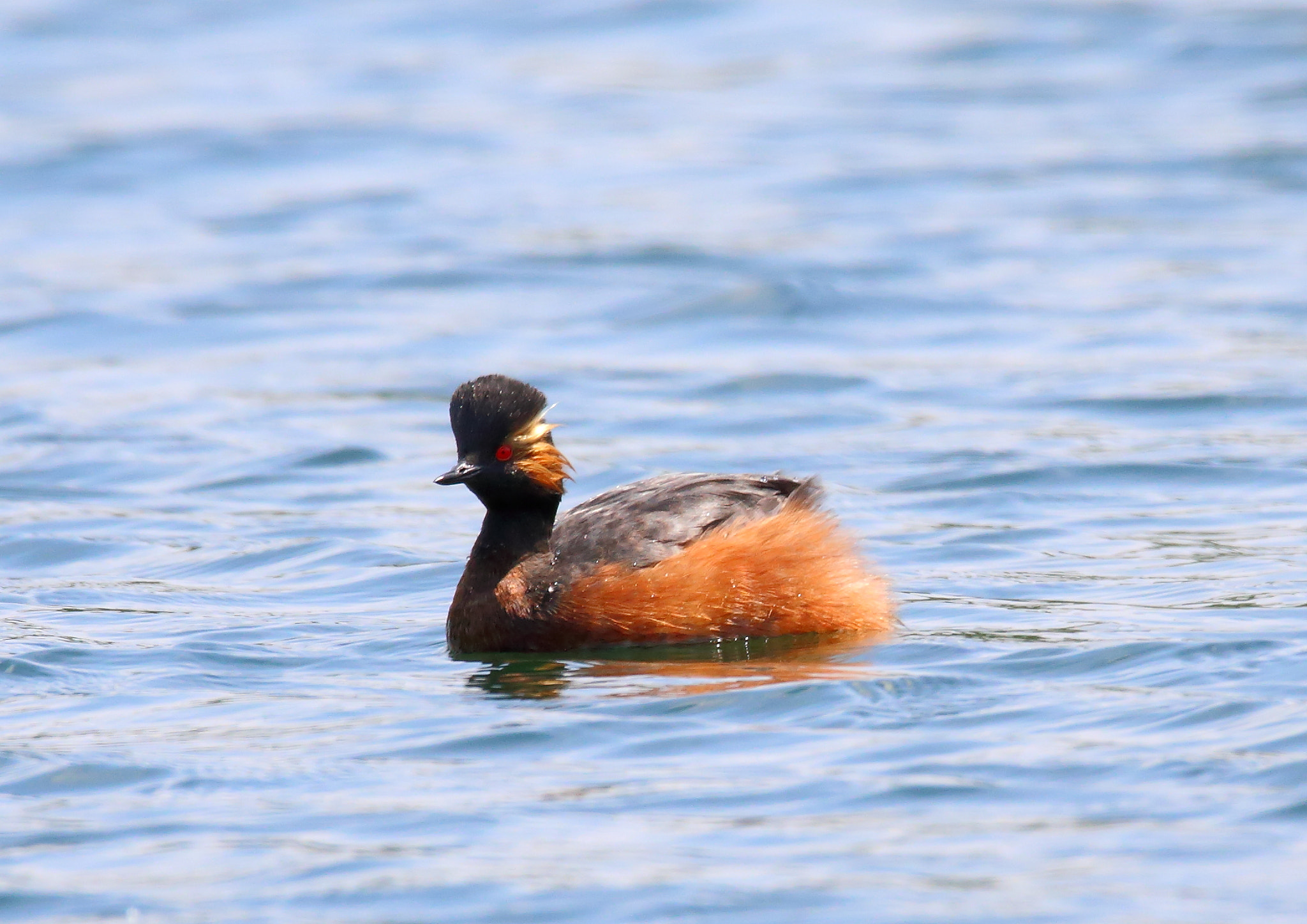 Sigma 150-600mm F5-6.3 DG OS HSM | S sample photo. Black-necked grebe photography