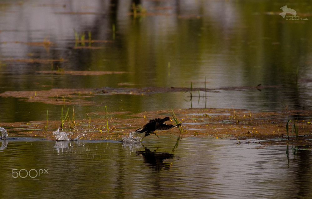 Nikon D90 + Nikon AF-S Nikkor 300mm F4D ED-IF sample photo. Faster than flash !! photography