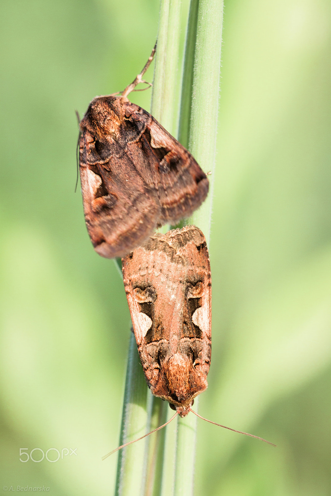 Canon EF 180mm F3.5L Macro USM sample photo. The hebrew character (orthosia gothica) photography