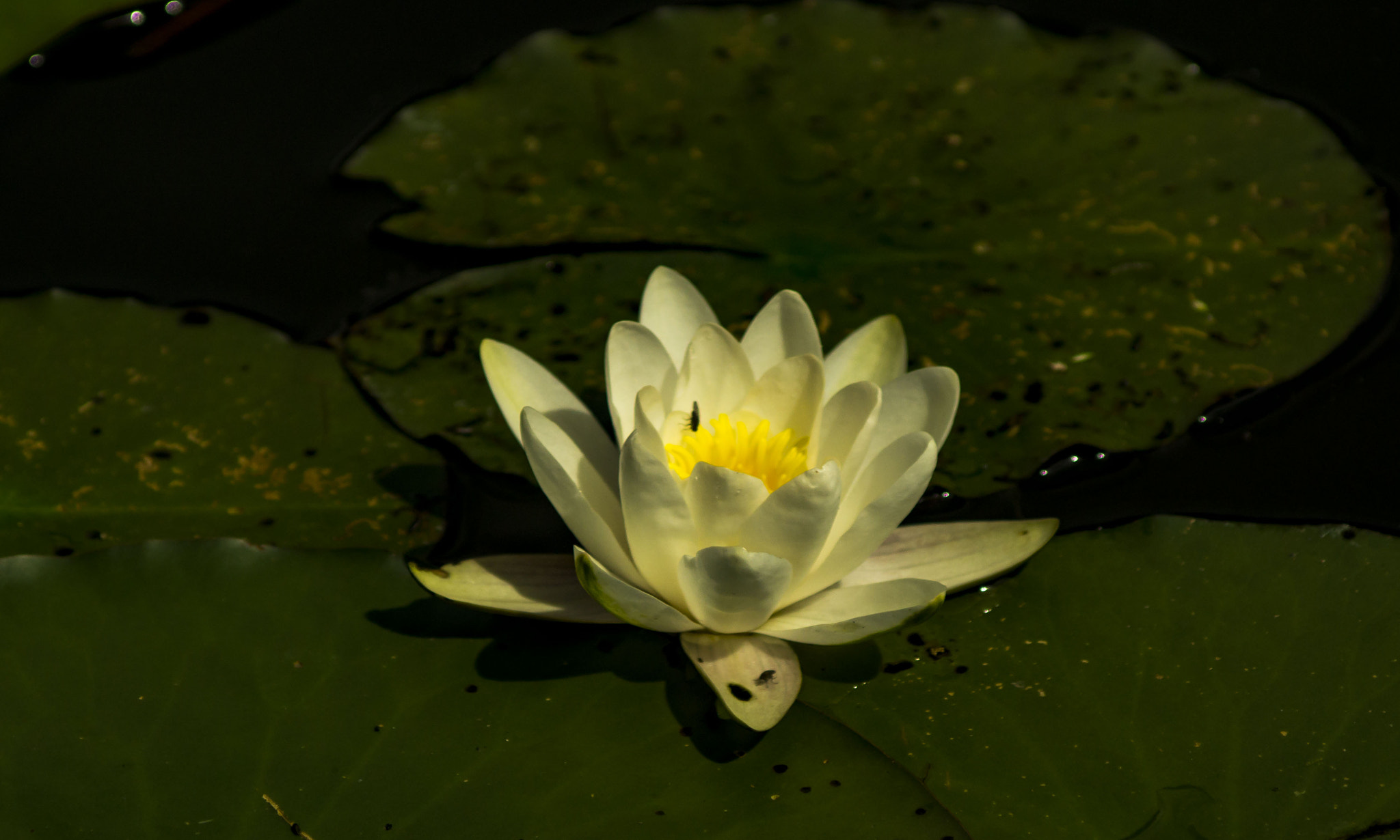 Minolta AF 35-105mm F3.5-4.5 sample photo. One visitor only photography