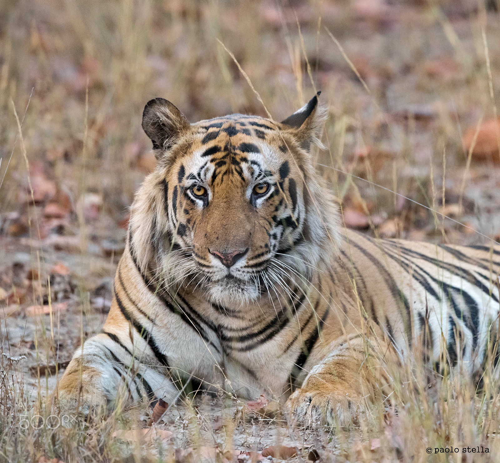 Nikon AF-S Nikkor 400mm F2.8E FL ED VR sample photo. Male portrait photography