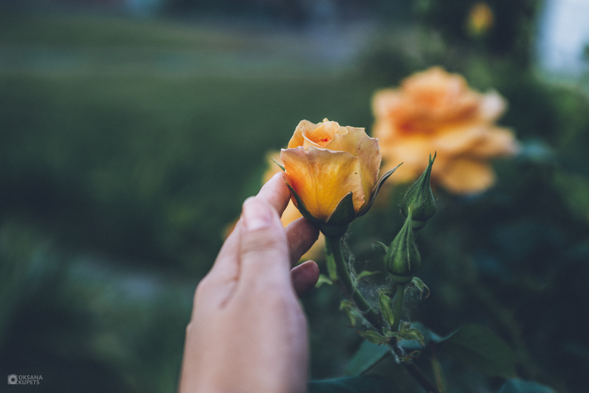 Nikon D600 + AF Zoom-Nikkor 35-70mm f/2.8D sample photo. Rose.jpg photography