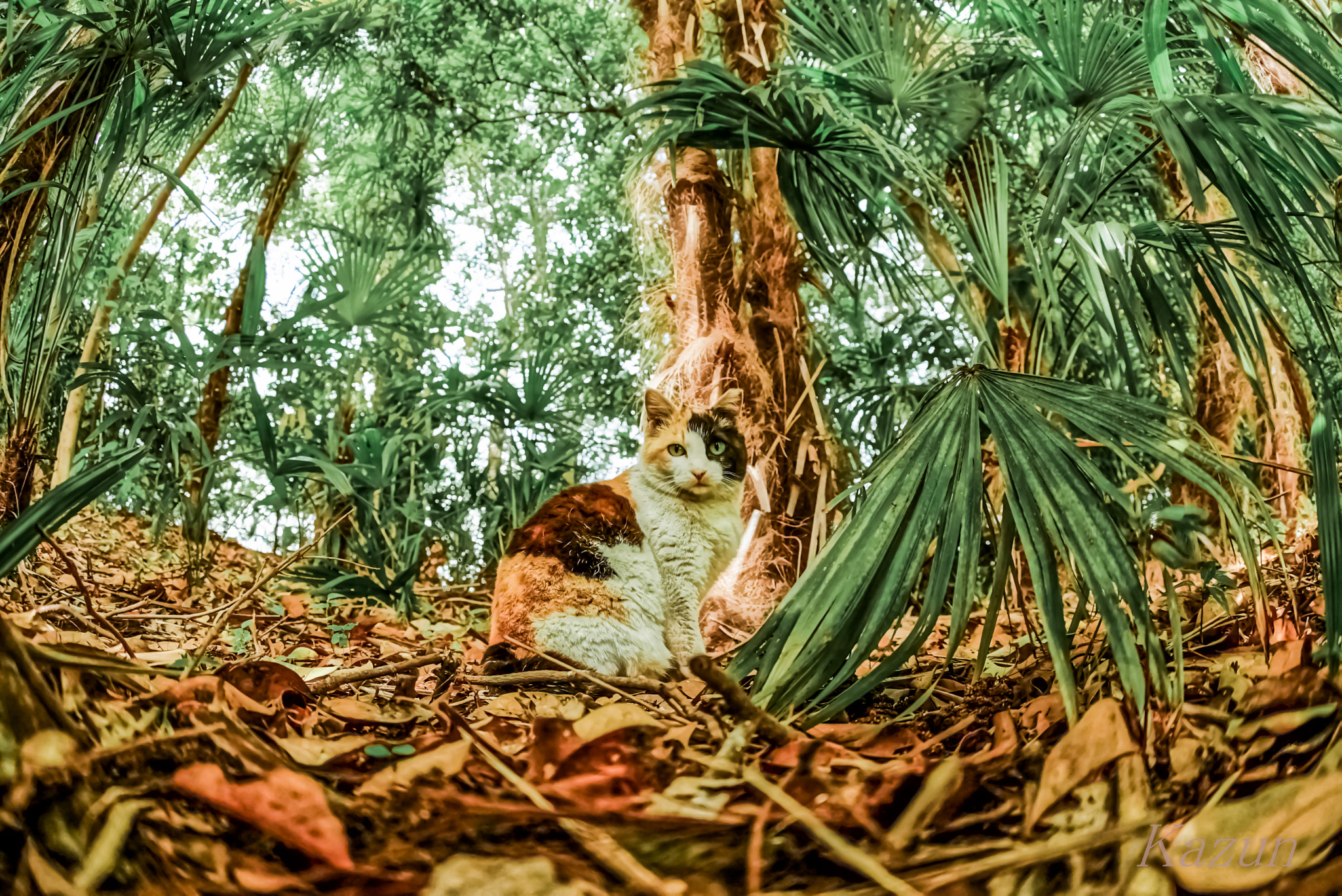 Sony a7S II + Sony 16mm F2.8 Fisheye sample photo. (:3　)　　 photography