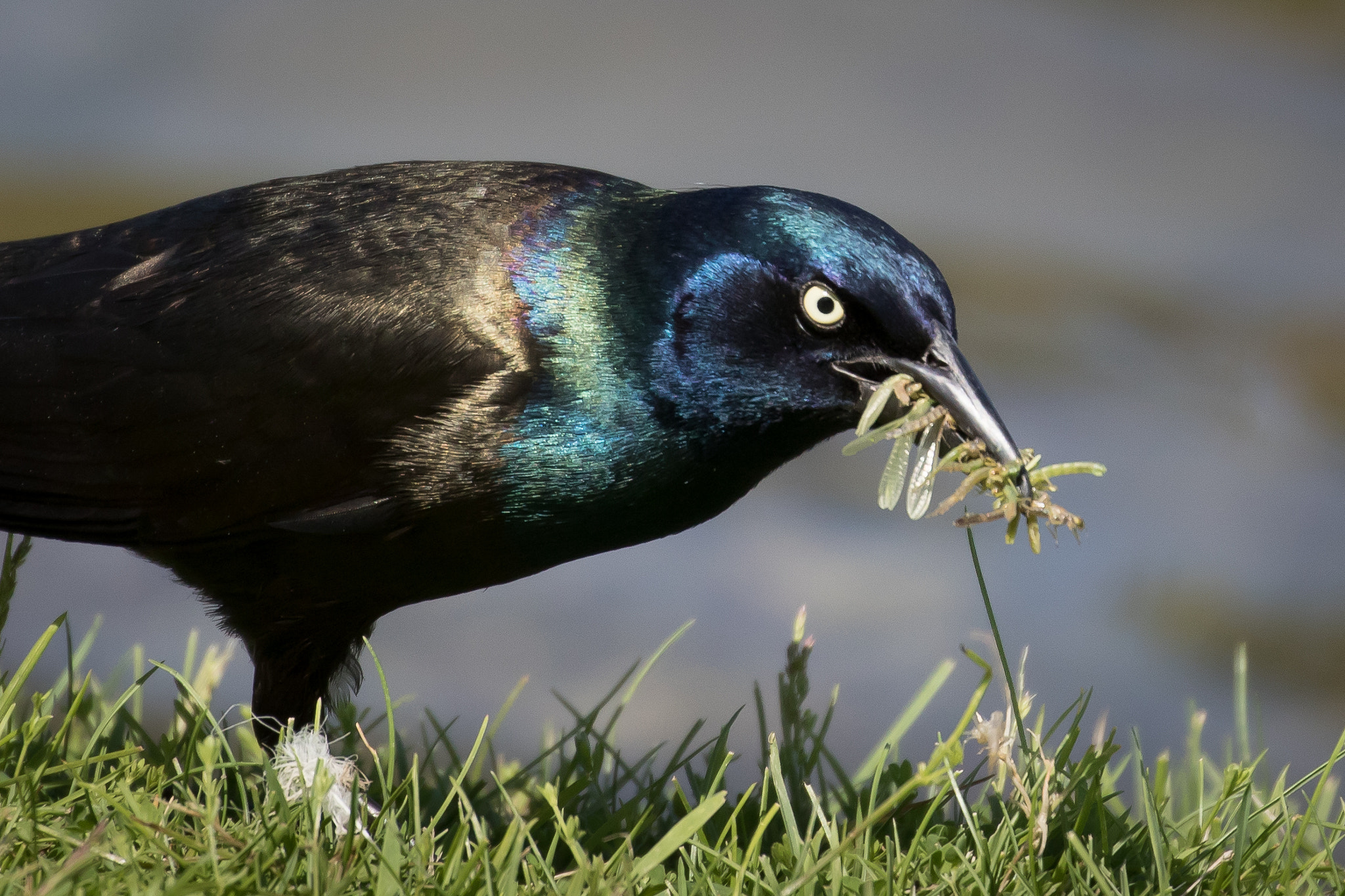 Canon EOS 7D Mark II + Canon EF 100-400mm F4.5-5.6L IS II USM sample photo. Many mouths to feed photography