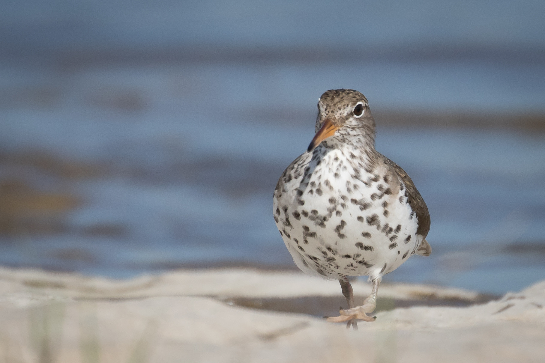 Canon EOS 7D Mark II + Canon EF 100-400mm F4.5-5.6L IS II USM sample photo. Spotted sandpiper photography