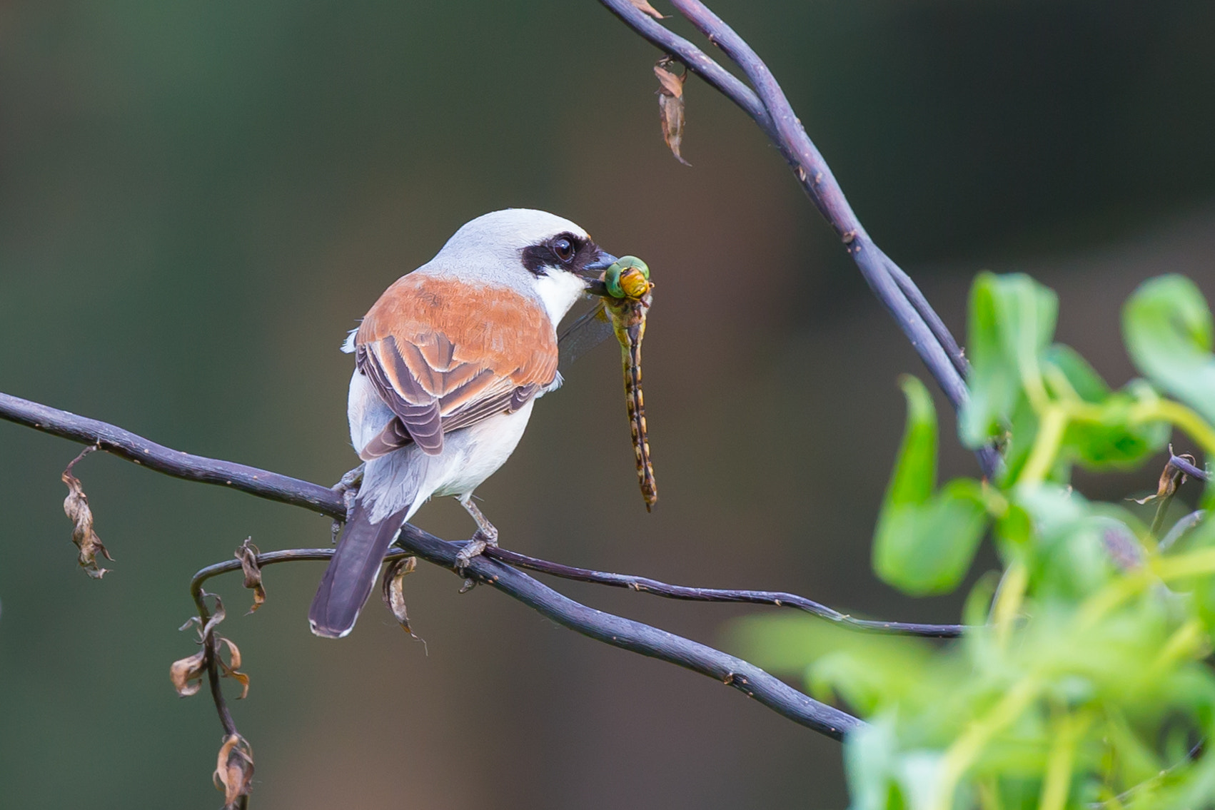 Canon EOS 6D + Canon EF 100-400mm F4.5-5.6L IS II USM sample photo. Red-backed shrike photography