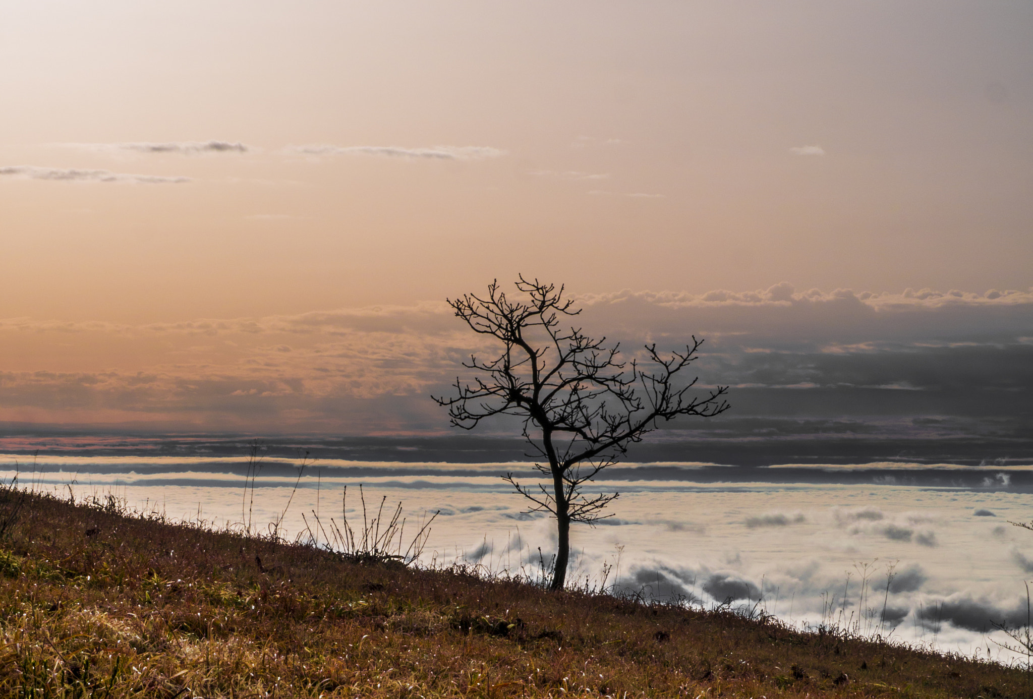 Panasonic Lumix DMC-GX7 sample photo. A tree above clouds photography