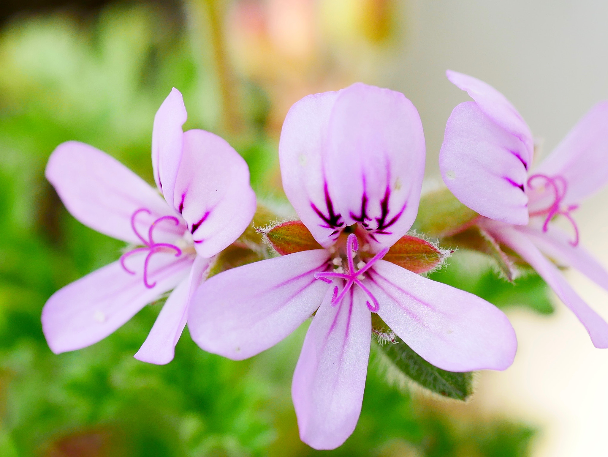 Panasonic Lumix G Macro 30mm F2.8 ASPH Mega OIS sample photo. Etat mine...! photography