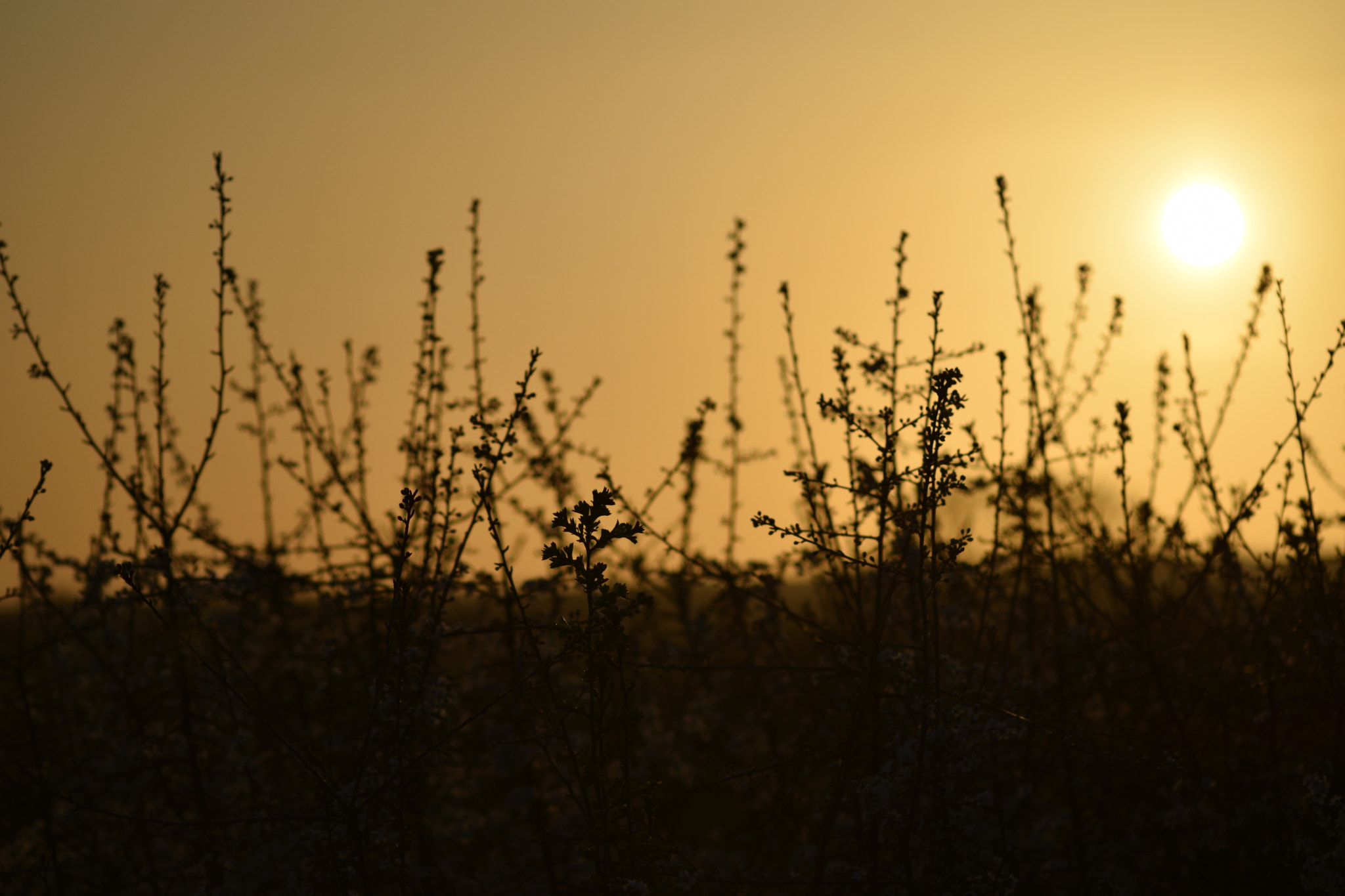 AF Nikkor 70-210mm f/4-5.6 sample photo. Sunset over fields photography