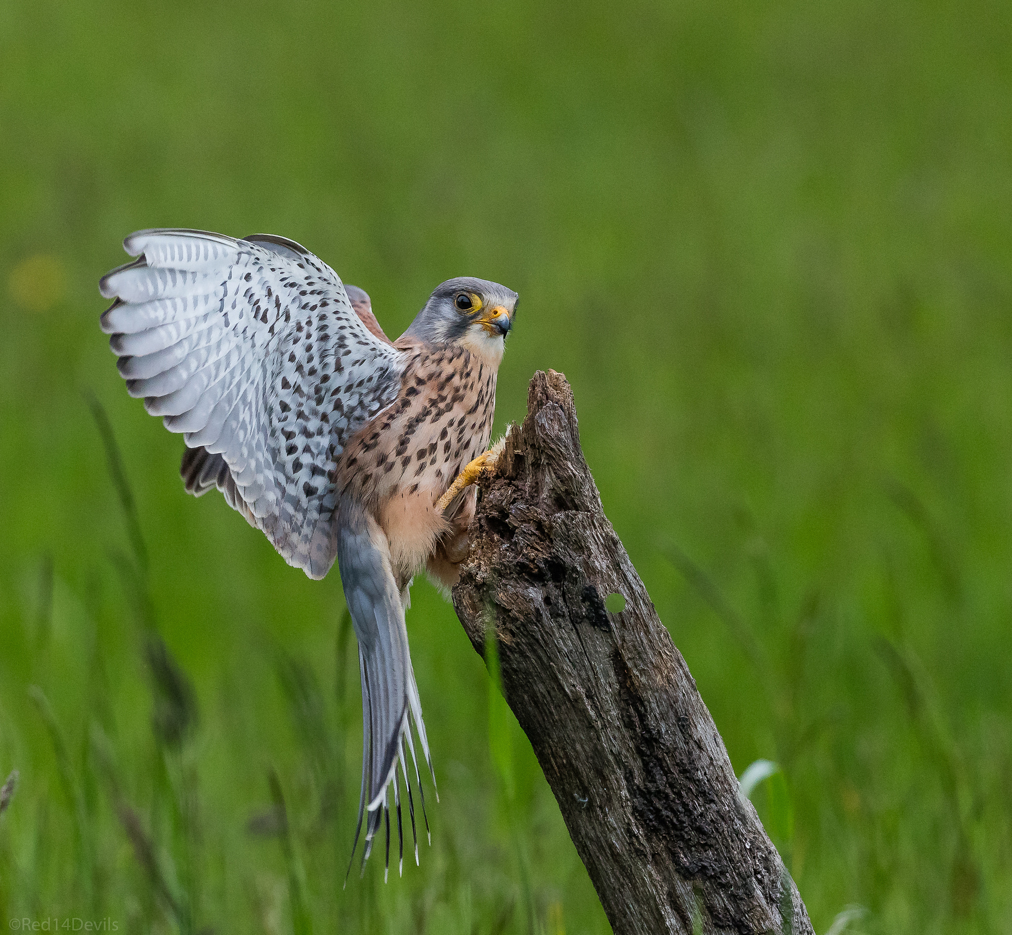 Canon EOS 5DS + Canon EF 100-400mm F4.5-5.6L IS II USM sample photo. Common kestrel photography