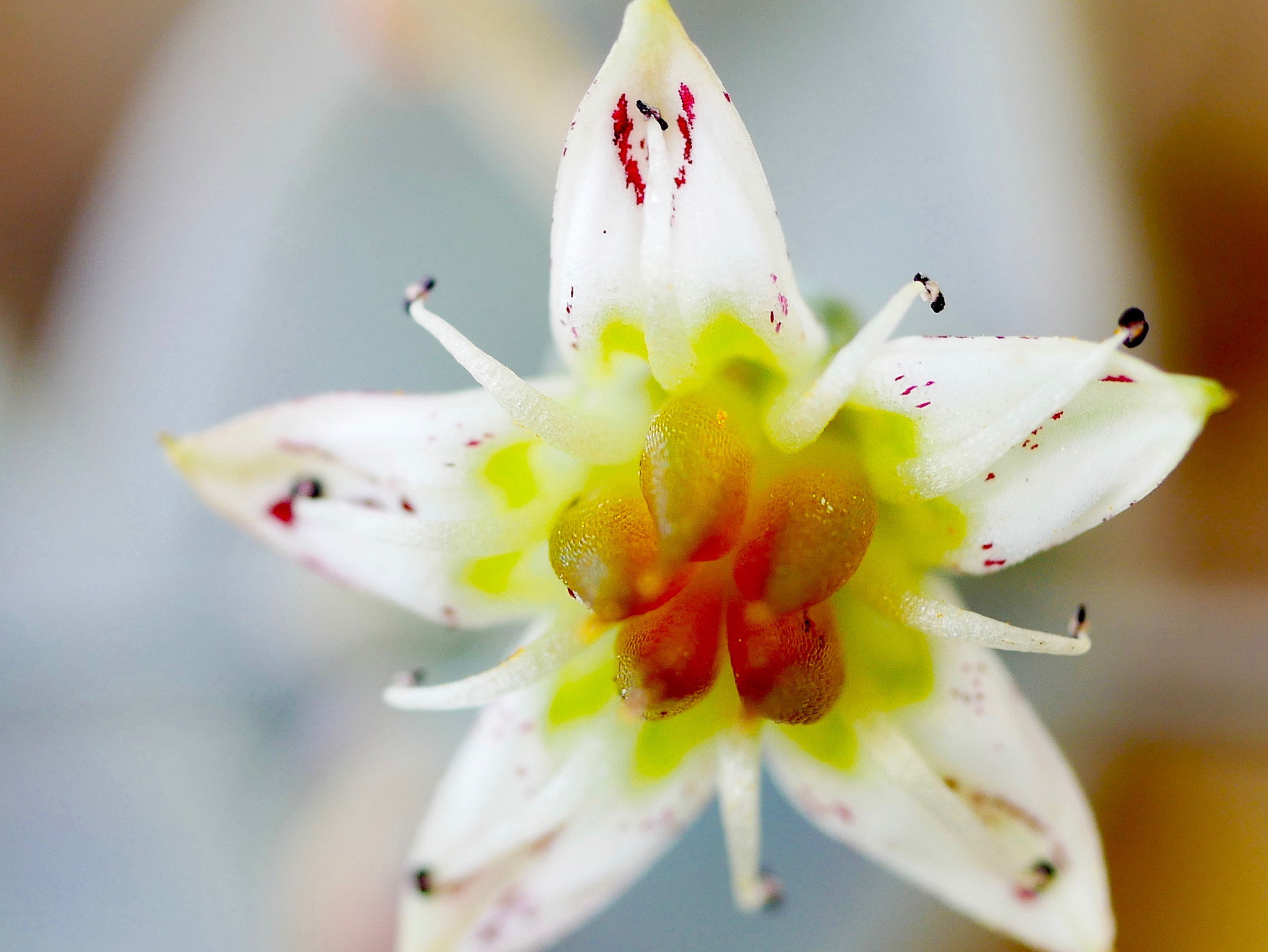 Panasonic DMC-G70 + Panasonic Lumix G Macro 30mm F2.8 ASPH Mega OIS sample photo. Etoilé de cactus photography