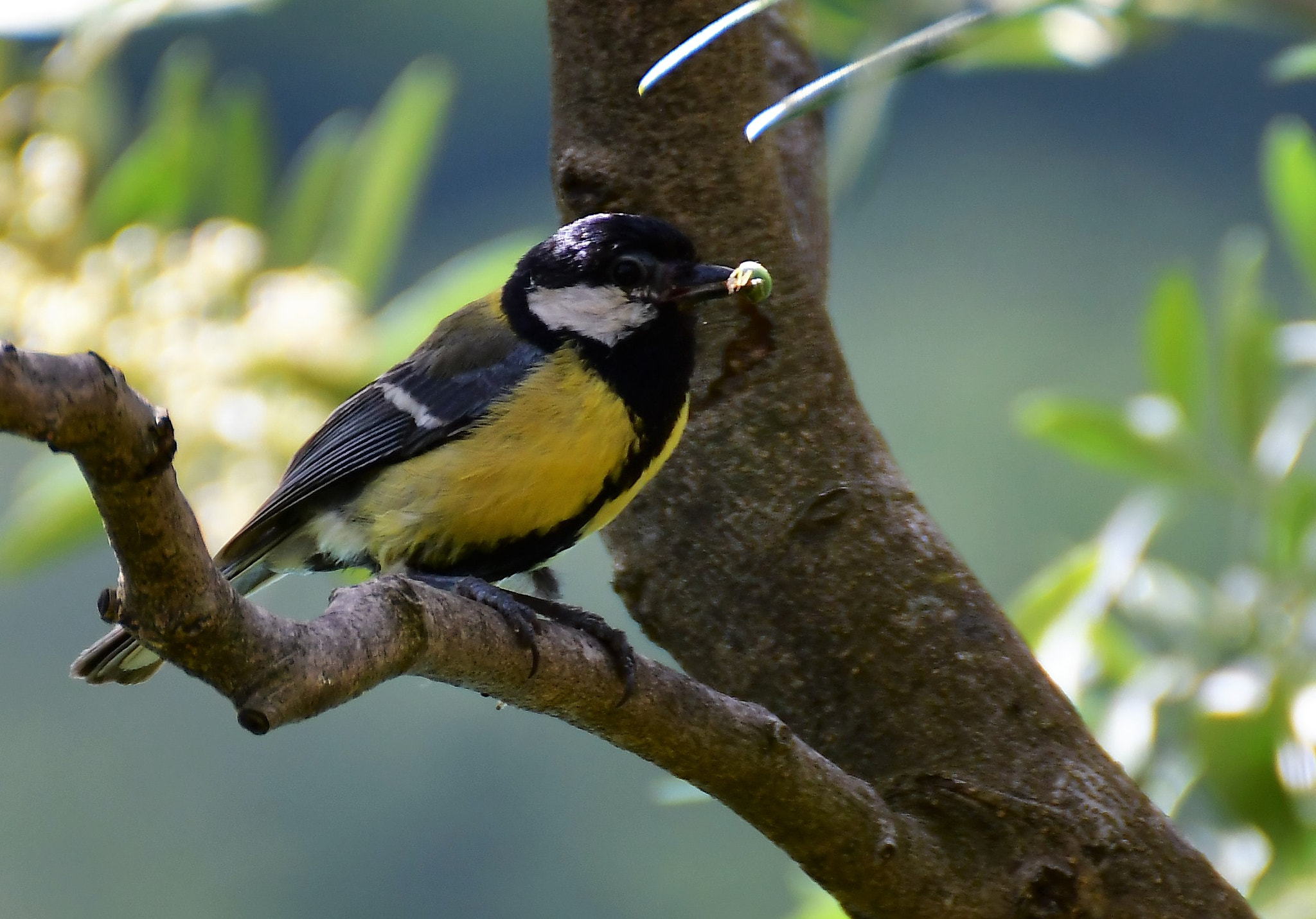 Nikon D500 sample photo. Petit oiseau photography