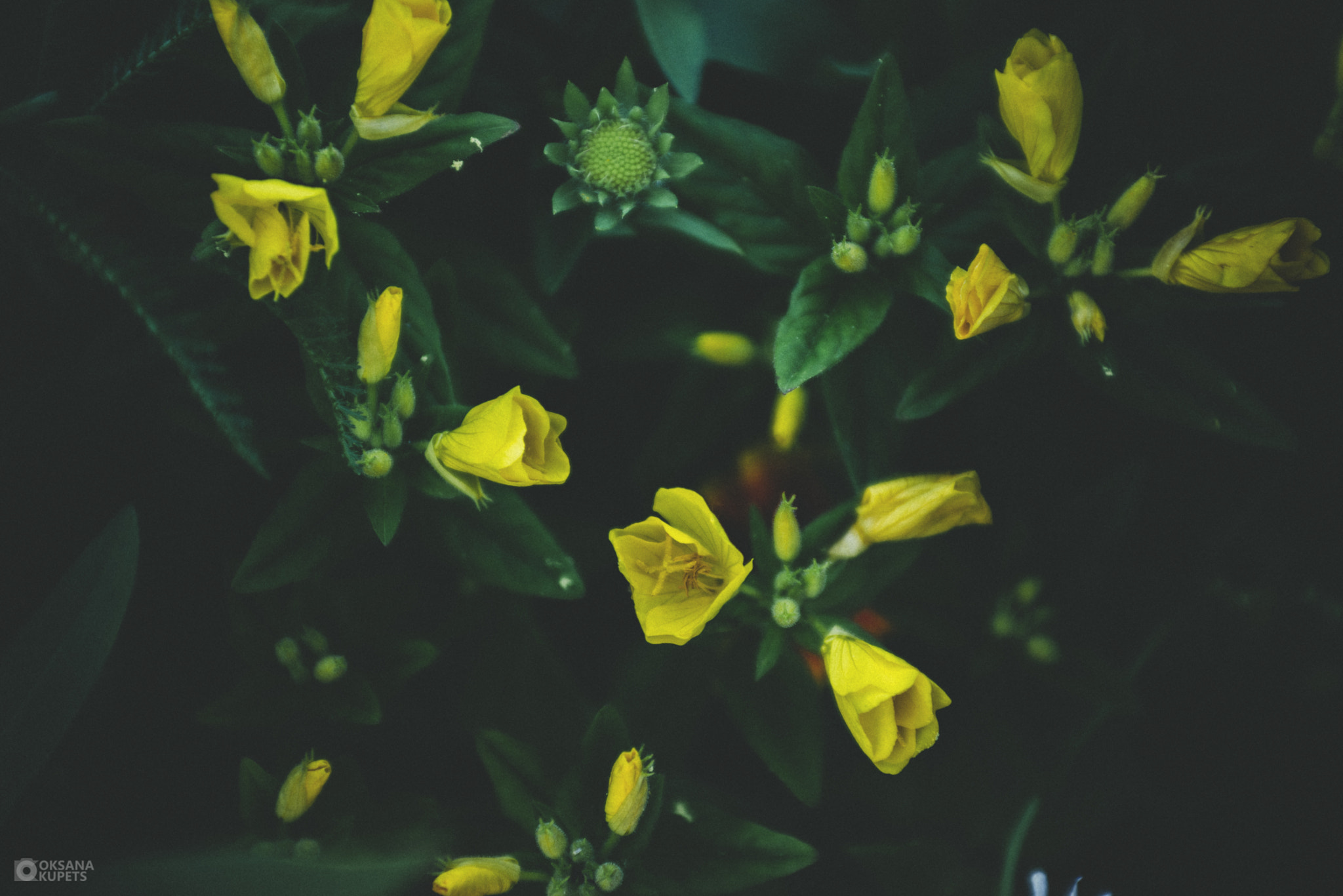 Nikon D600 + AF Zoom-Nikkor 35-70mm f/2.8D sample photo. Flowerlover.jpg photography