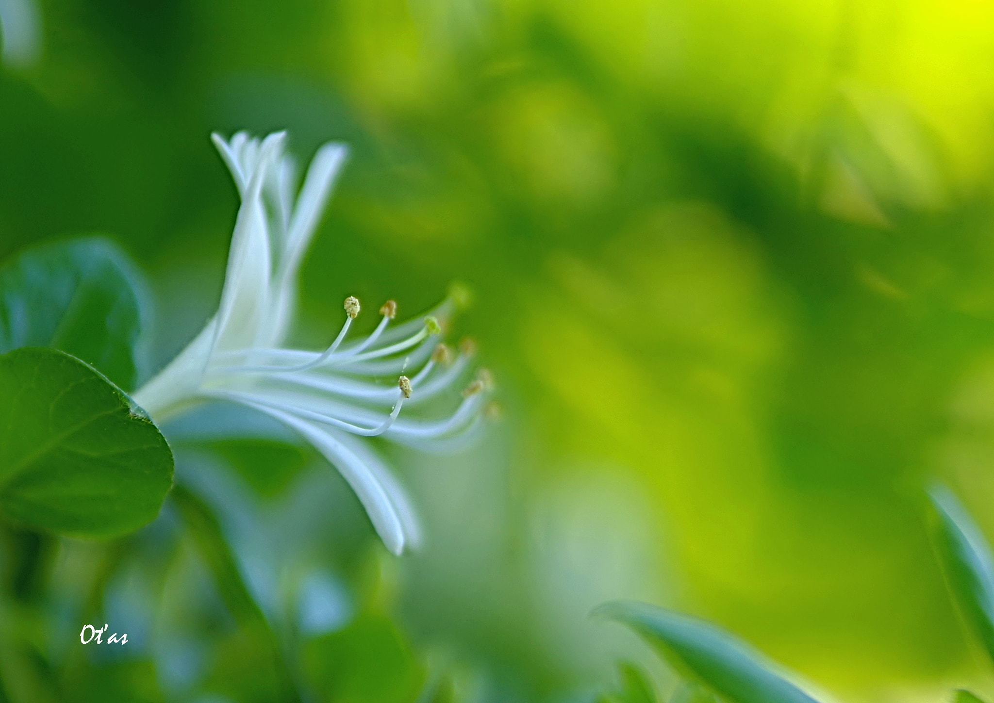 Pentax K-1 sample photo. Flower photography