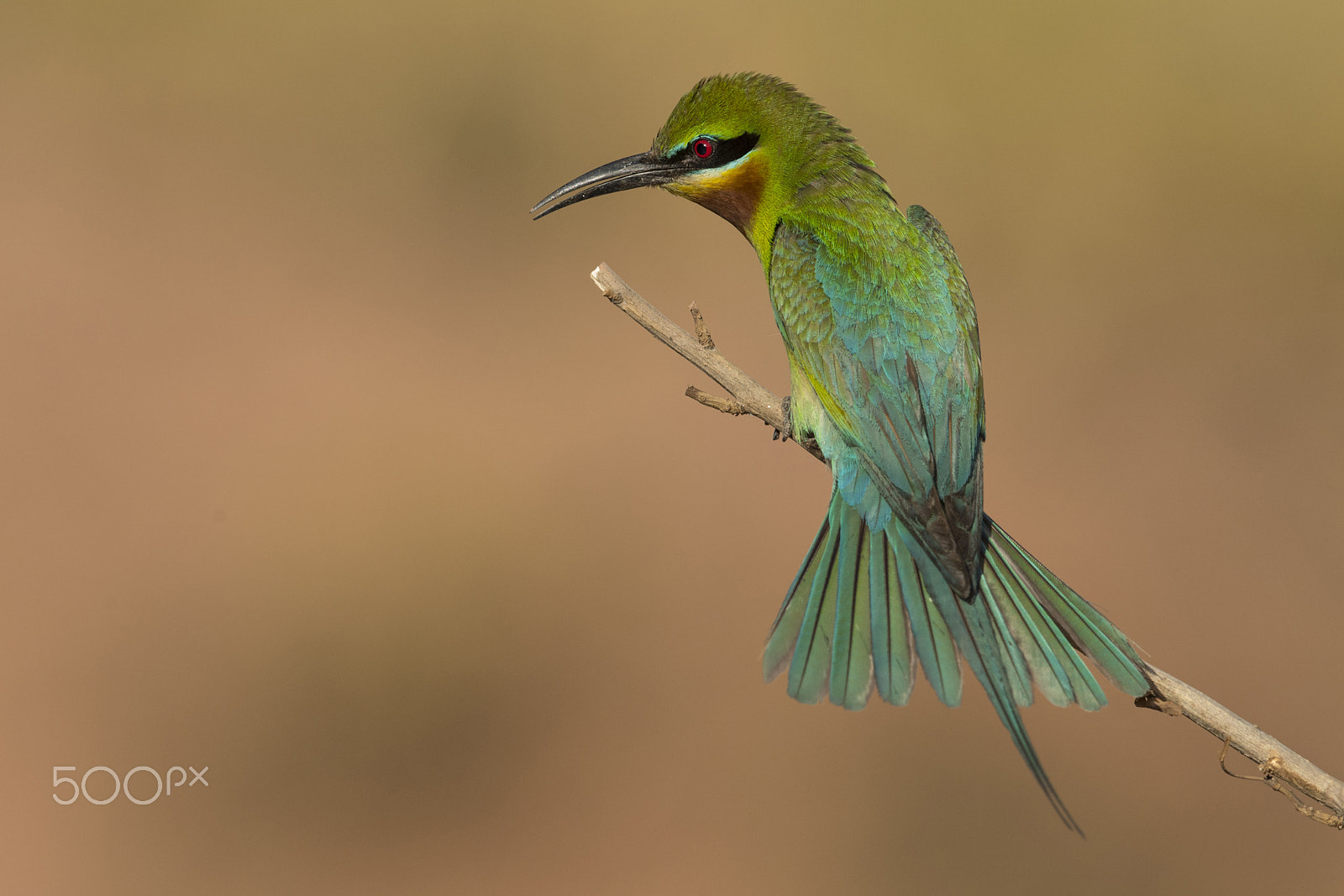 Nikon D5 + Nikon AF-S Nikkor 600mm F4G ED VR sample photo. Deep in thoughts: blue tailed bee-eater photography