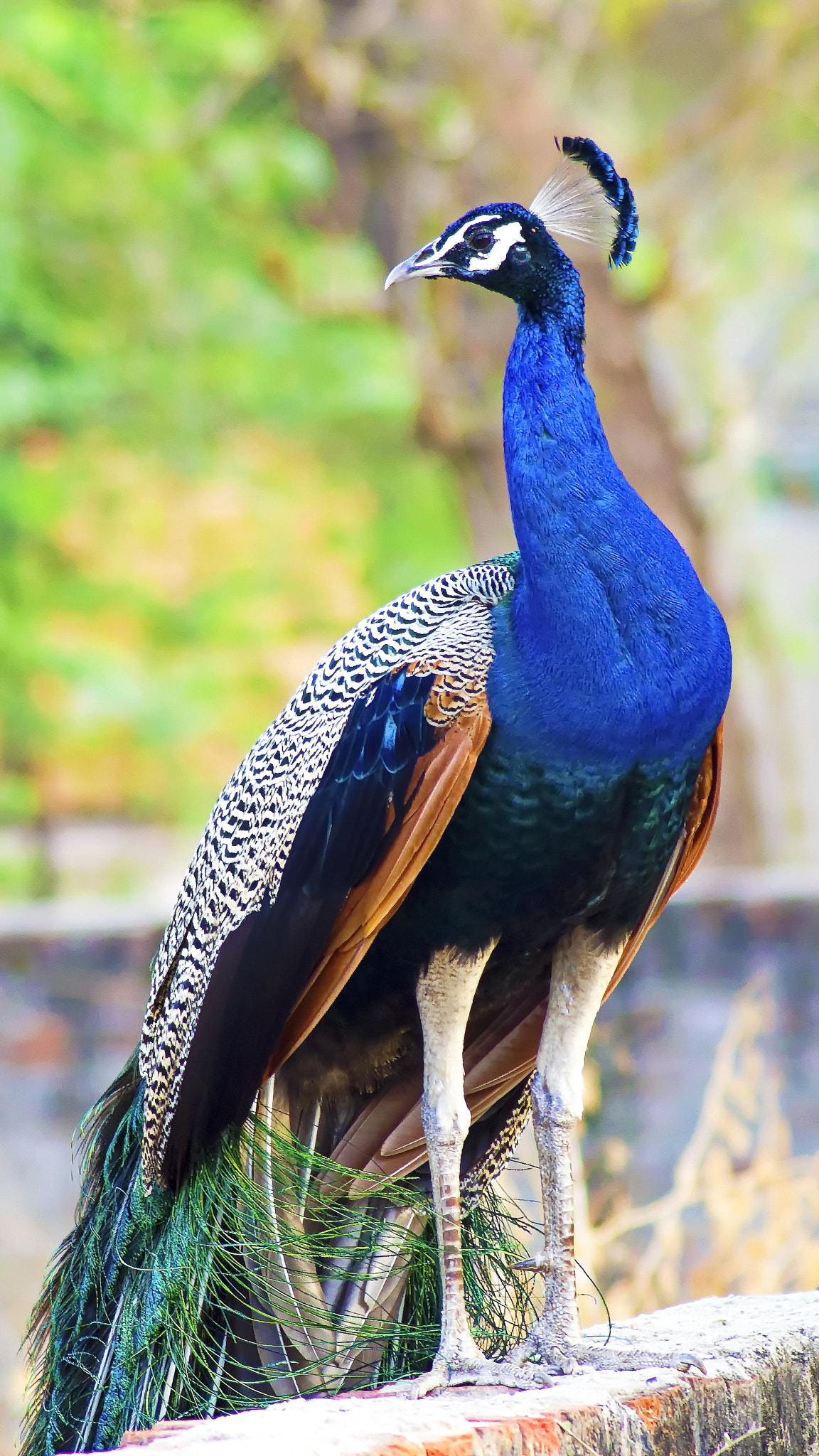 Pentax K-50 + Tamron AF 70-300mm F4-5.6 Di LD Macro sample photo. Peacock photography