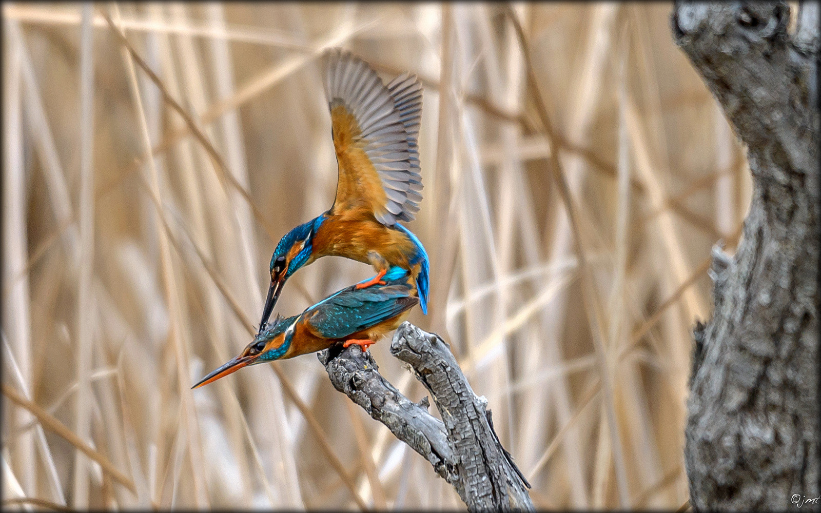 Sigma 300-800mm F5.6 EX DG HSM sample photo. Kingfisher as a hairdresser photography