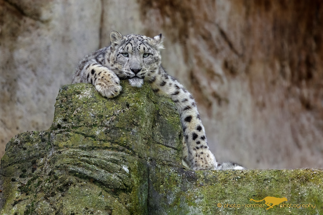 Canon EF 100-400mm F4.5-5.6L IS II USM sample photo. Young snow leopard photography