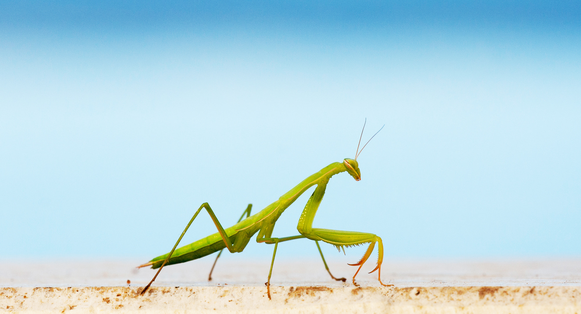 Sigma APO Macro 150mm f/2.8 EX DG HSM sample photo. Praying mantis photography