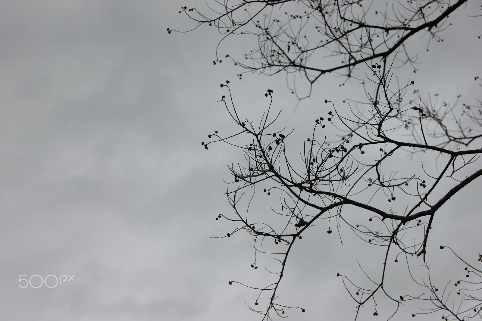 Canon EOS 550D (EOS Rebel T2i / EOS Kiss X4) sample photo. Grey tree photography