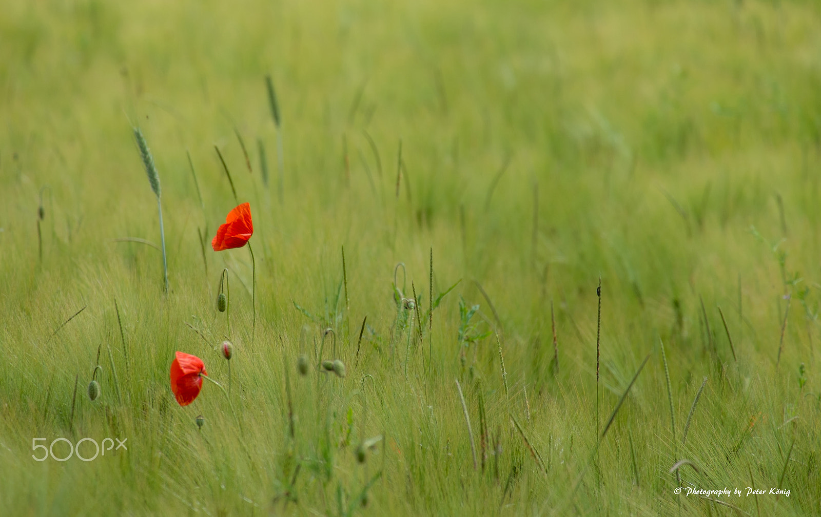 Fujifilm X-Pro1 + Fujifilm XC 50-230mm F4.5-6.7 OIS sample photo. Two poppys photography