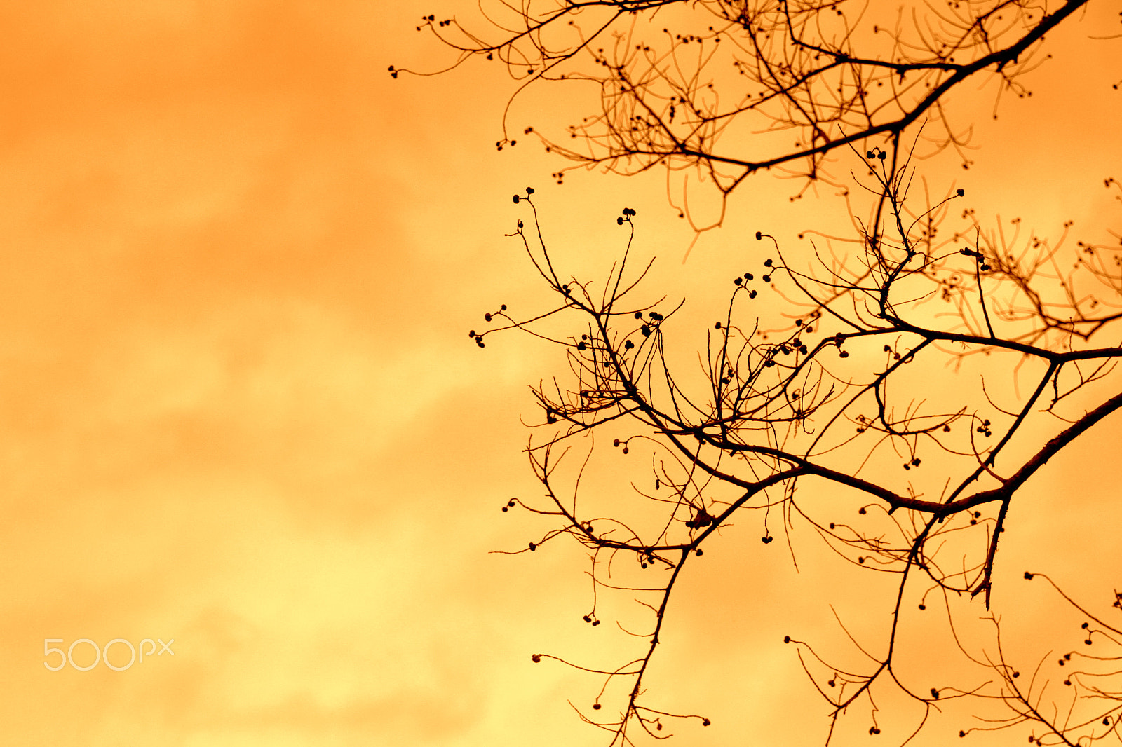 Canon EOS 550D (EOS Rebel T2i / EOS Kiss X4) sample photo. Sunset tree photography