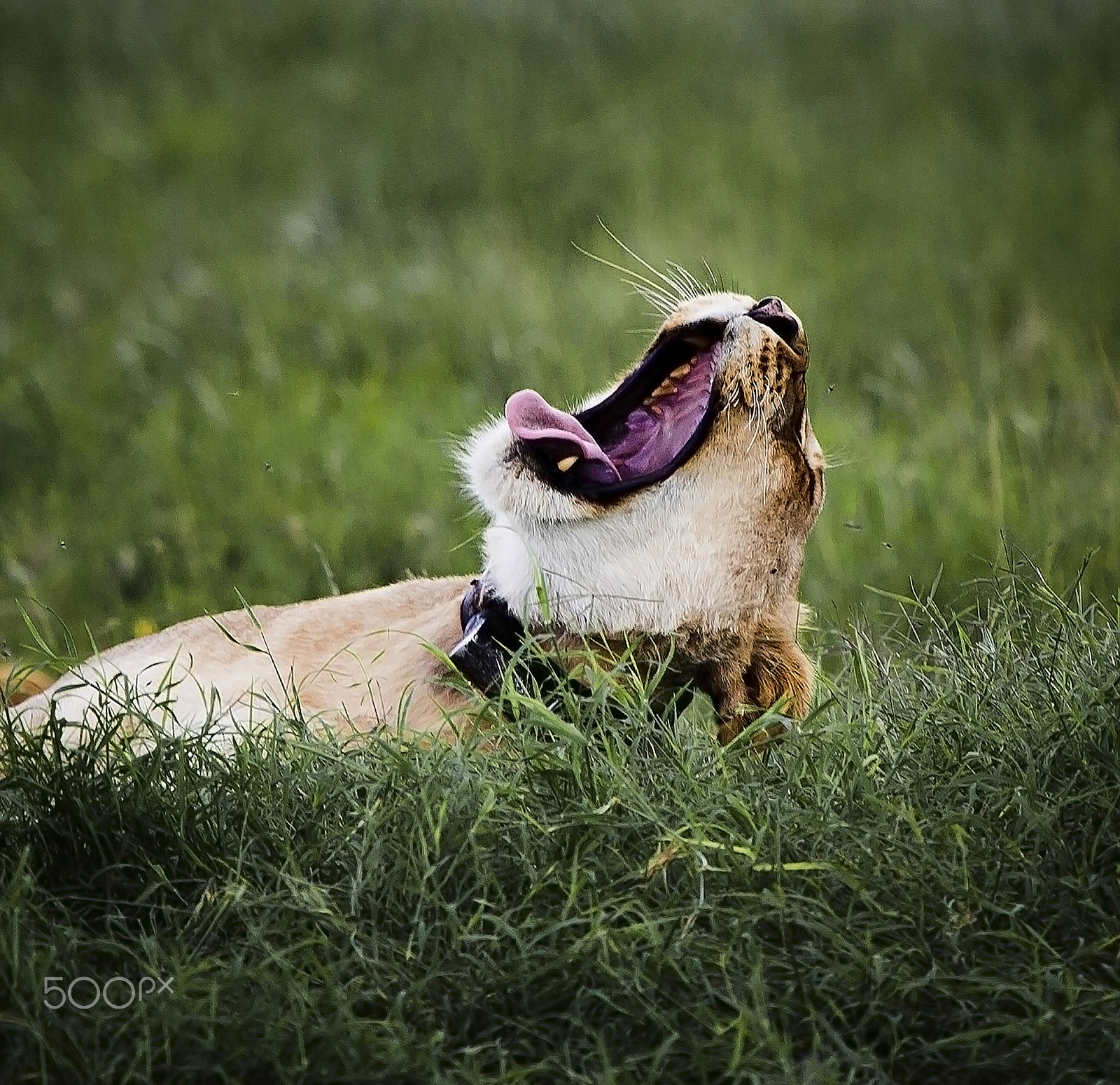 Canon EF 100-400mm F4.5-5.6L IS USM sample photo. Sweet dreams photography