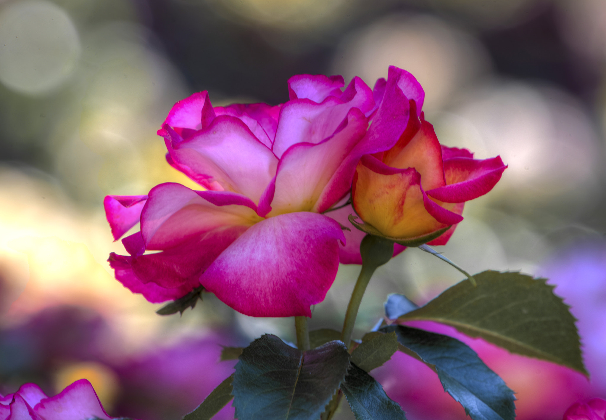 Canon EOS-1D X sample photo. Rose in the shade. photography