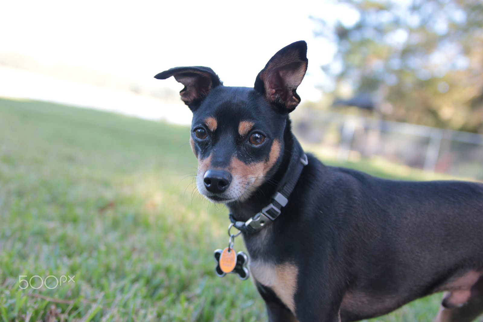 Canon EOS 550D (EOS Rebel T2i / EOS Kiss X4) sample photo. Puppy eyes photography