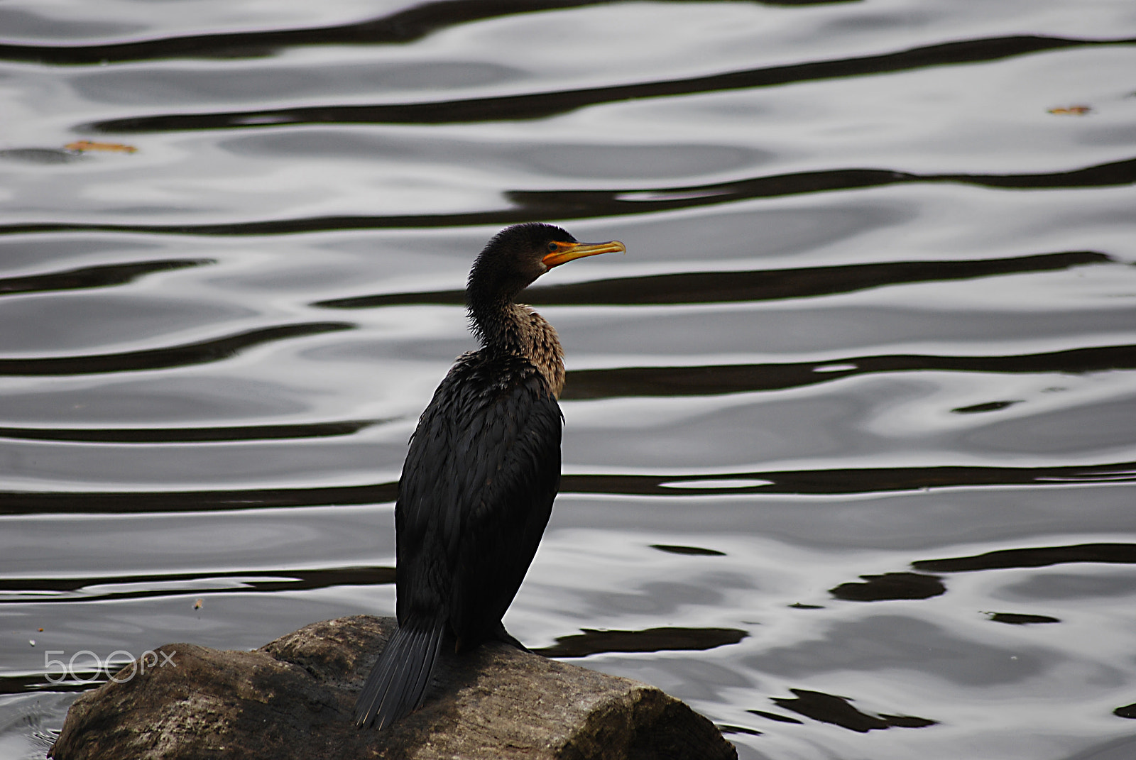 Sigma 70-300mm F4-5.6 APO DG Macro sample photo. Double-crested cormorant 20121101_128 photography