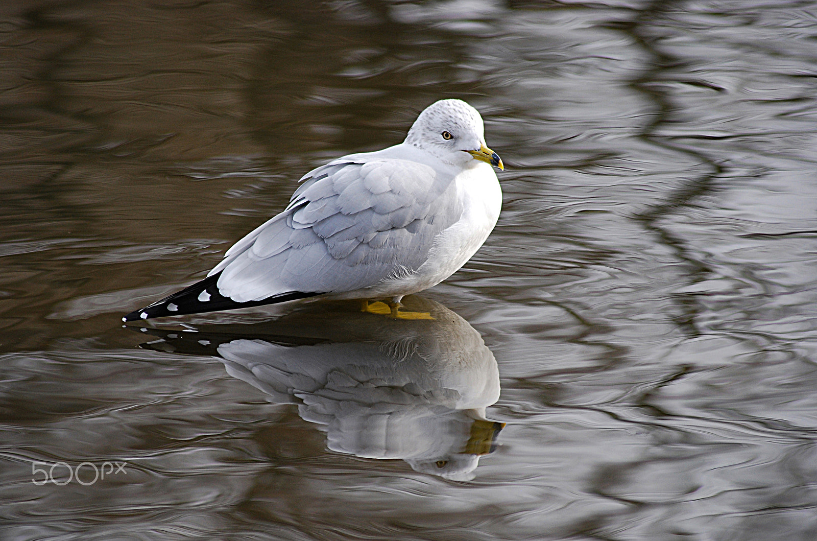 Nikon D40X sample photo. Herring seagull 20121224_180 photography