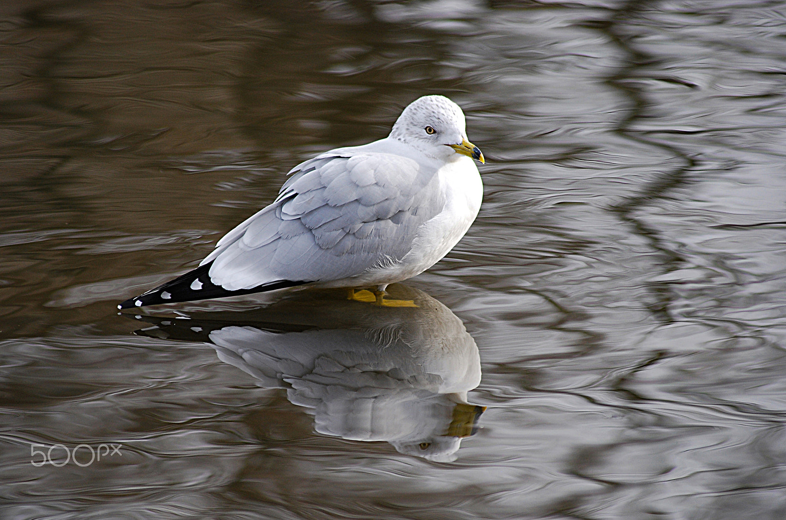 Sigma 70-300mm F4-5.6 APO DG Macro sample photo. Herring seagull 20121224_180 photography
