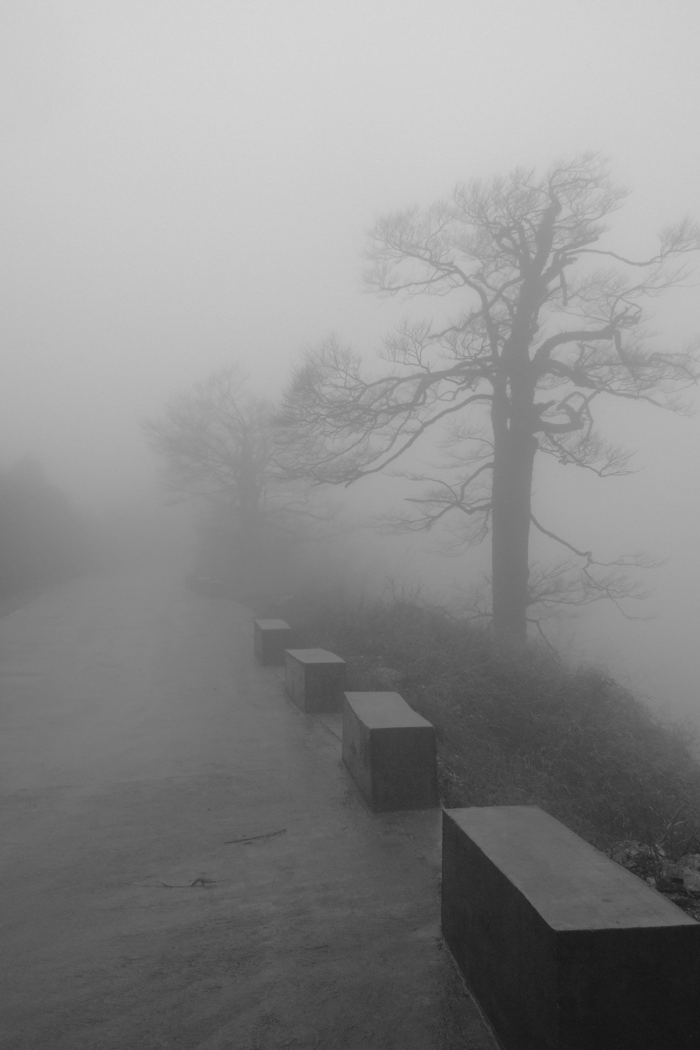 Fujifilm FinePix F10 sample photo. Tree in the mist photography