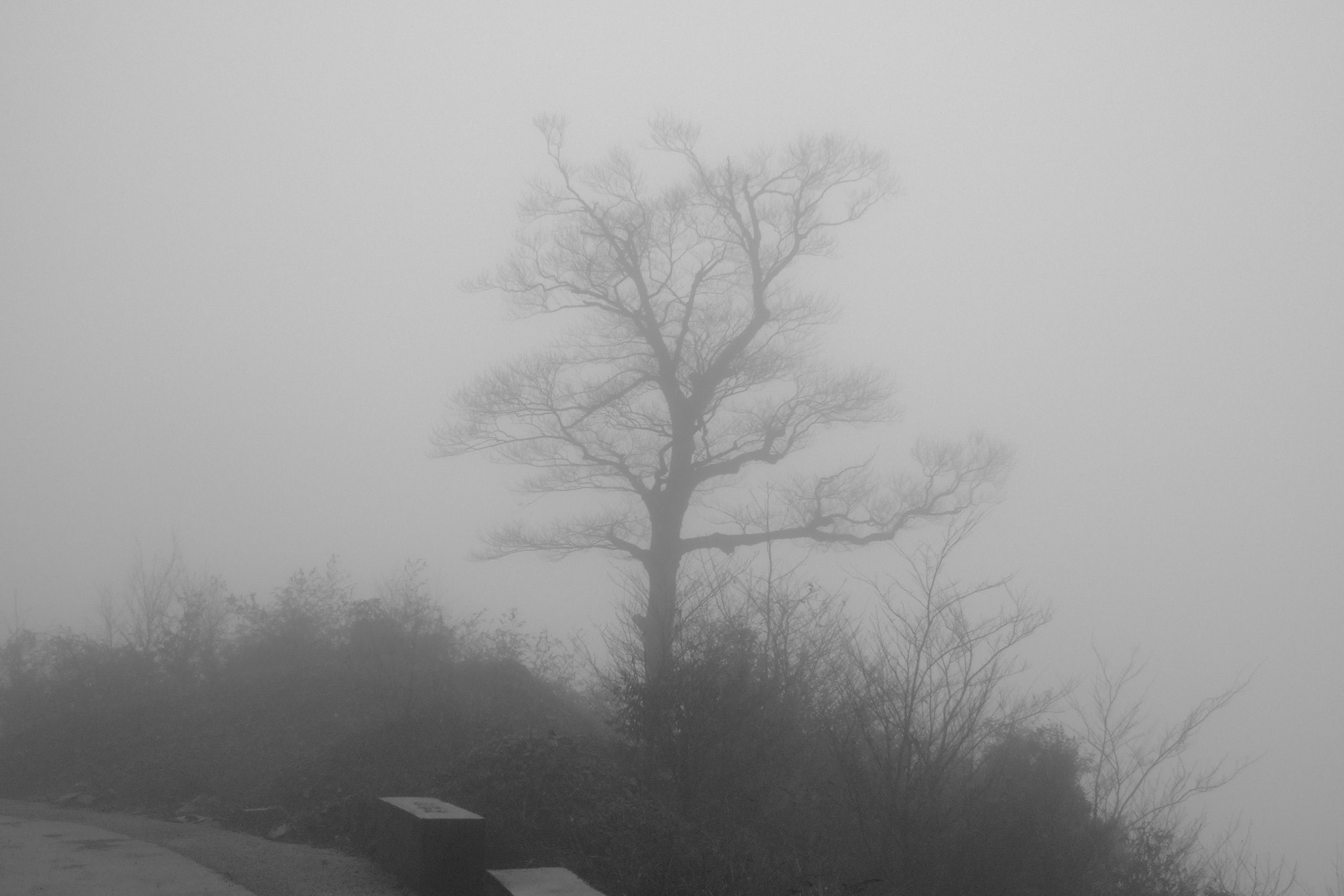 Fujifilm FinePix F10 sample photo. Tree in the mist photography