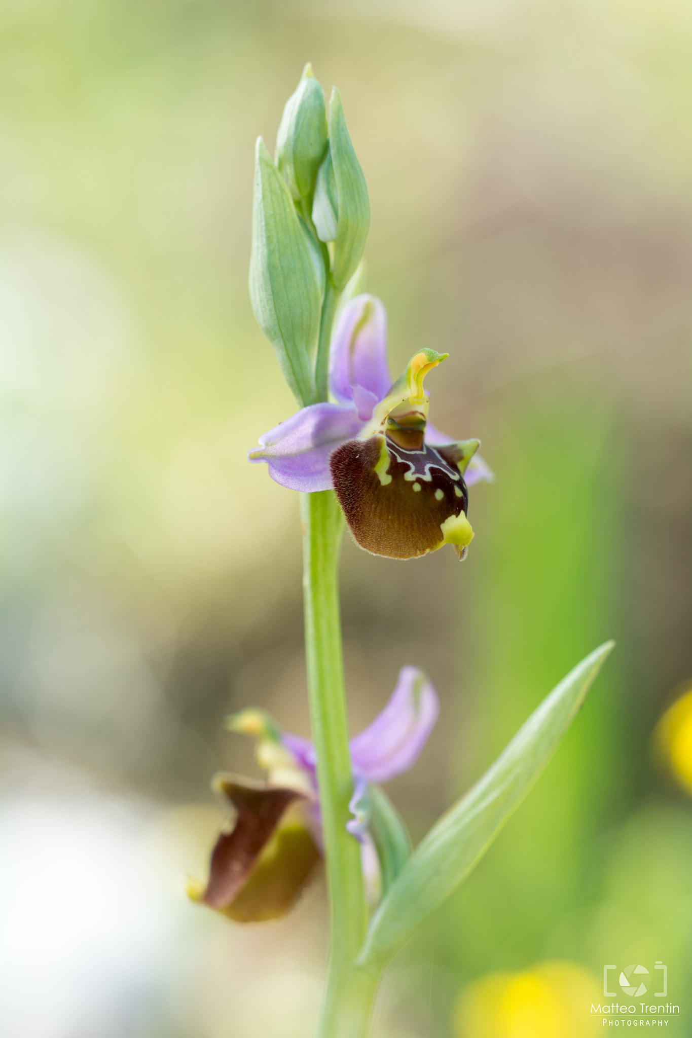Sigma 150mm F2.8 EX DG OS Macro HSM sample photo. Orchidea spontanea photography