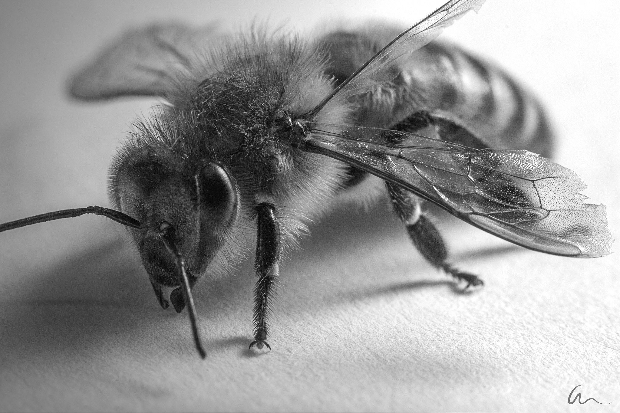 Canon EF-S 60mm F2.8 Macro USM sample photo. Bee macro photography